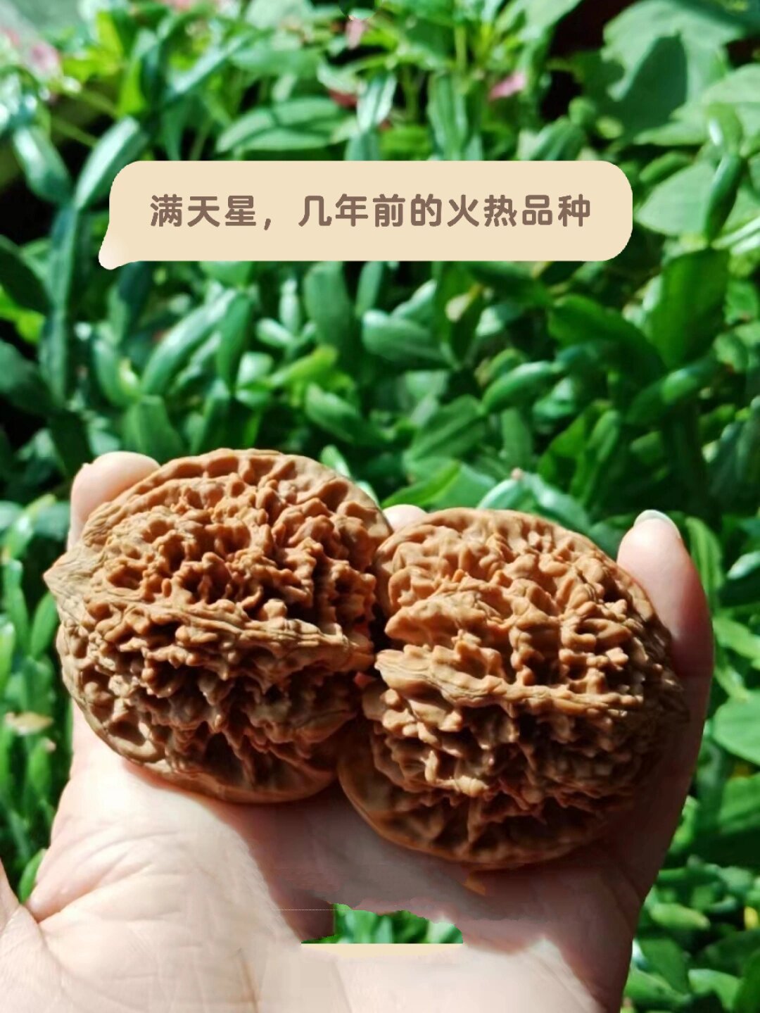 满天星文玩核桃介绍图片