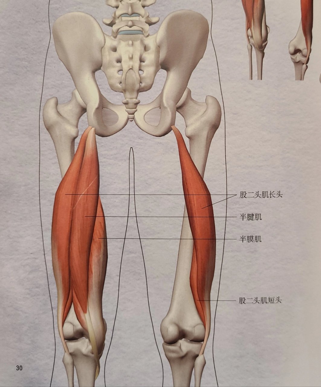 大腿后肌群分布图图片