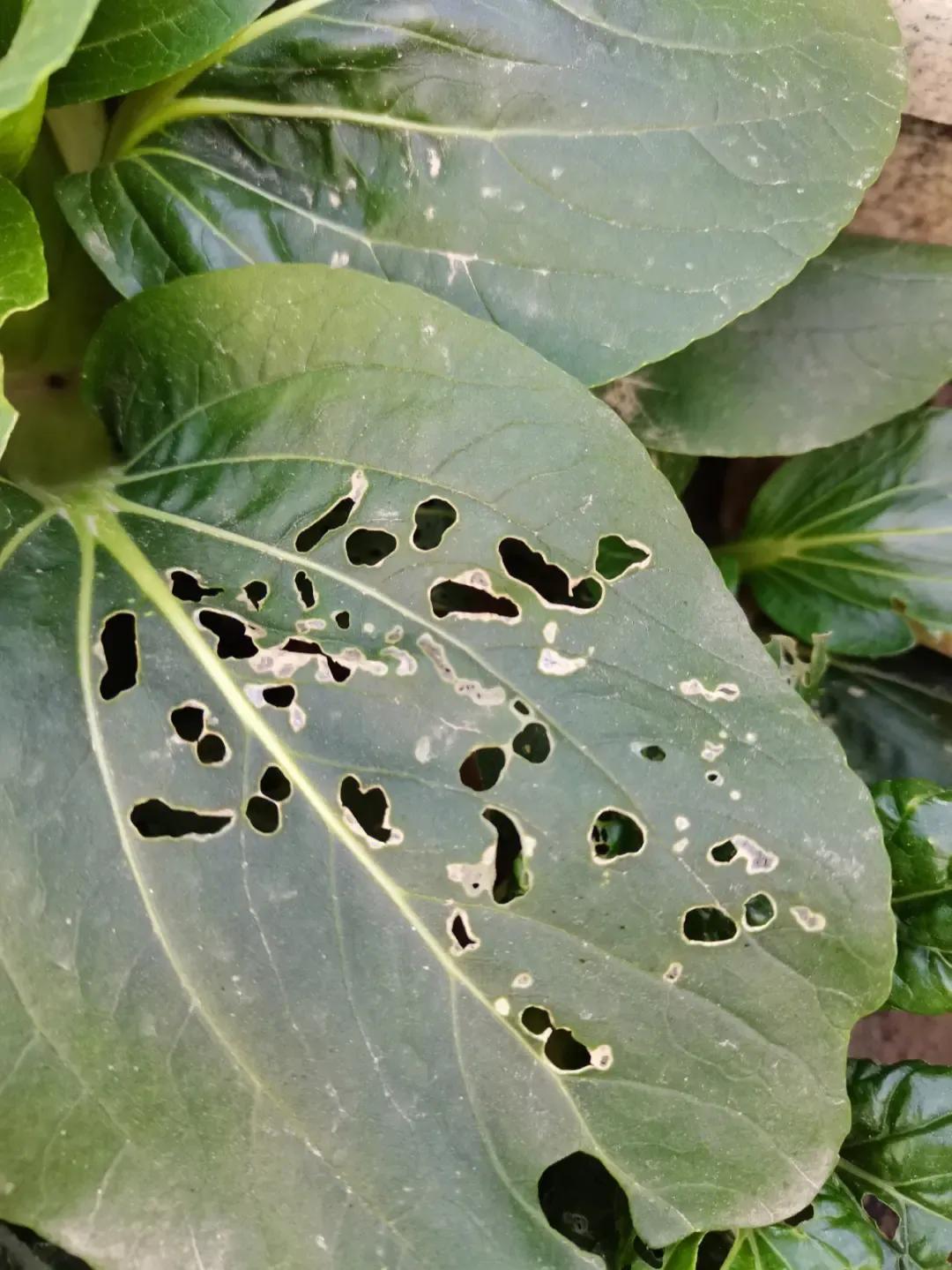 为什么现在的水果和蔬菜都在打农药 如果想要知道水果