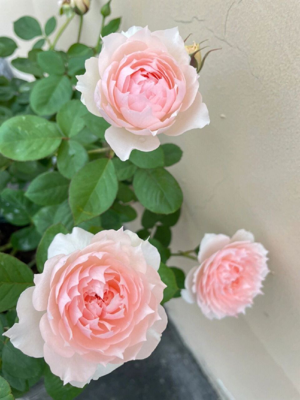 莫妮卡戴维月季优缺点 莫妮卡戴维月季的优缺特点如下: 花型较大,花瓣