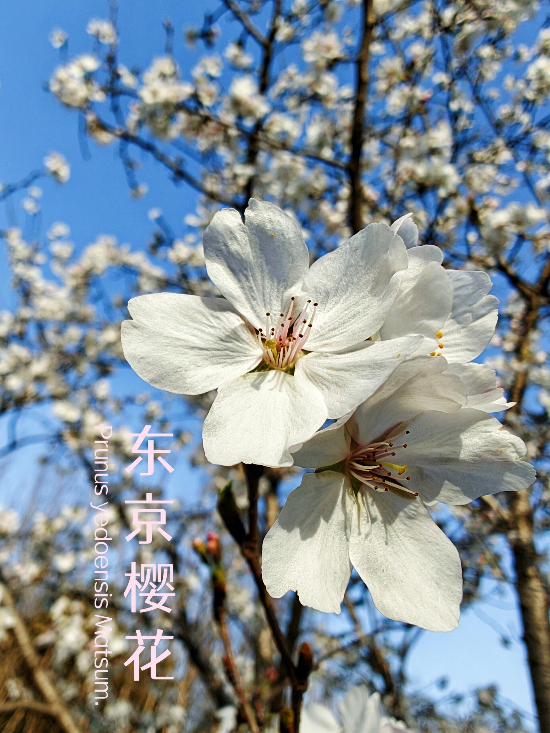 边走边发现,认识植物东京樱花