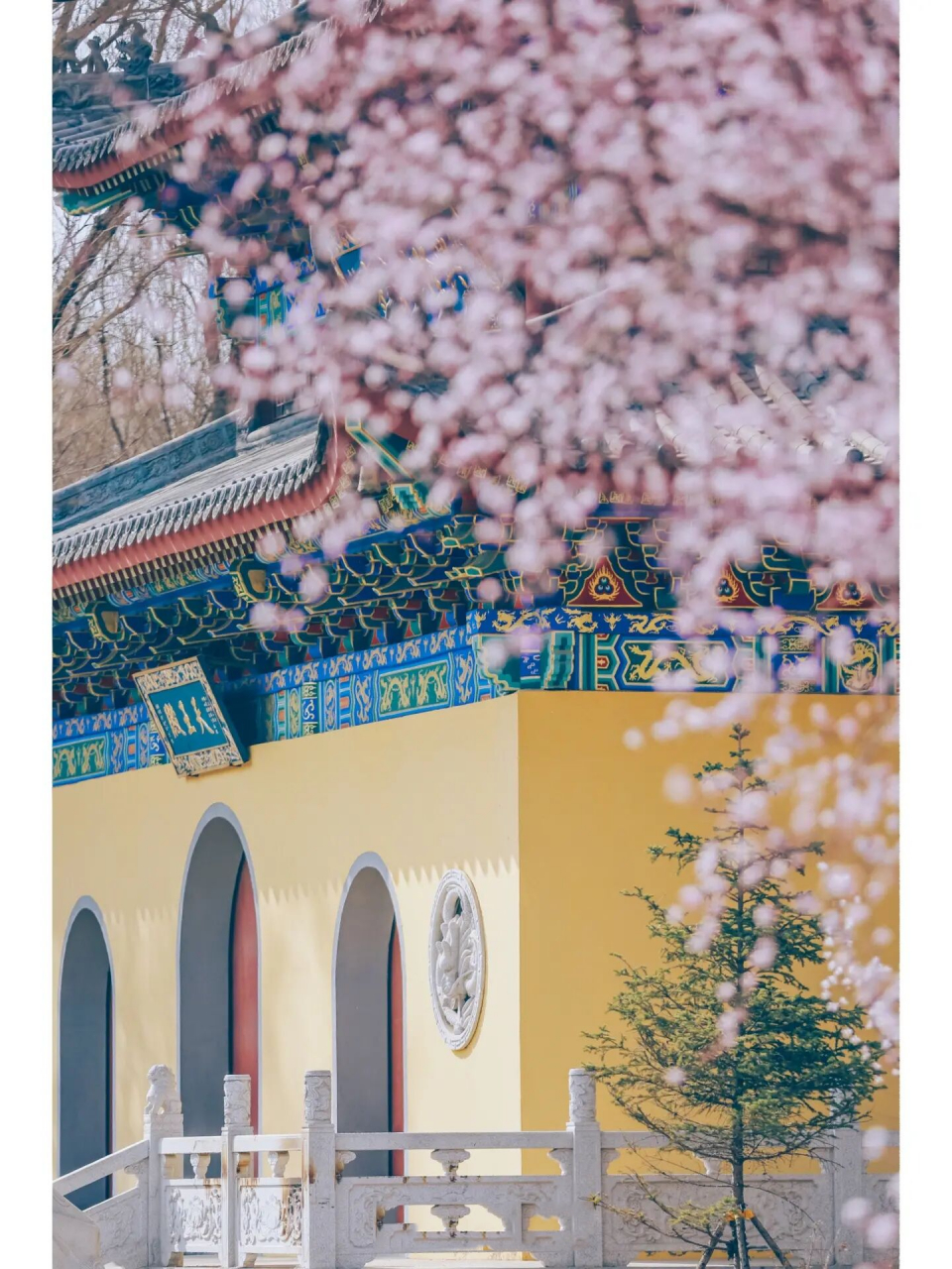 公主岭"响铃公园"樱花季!