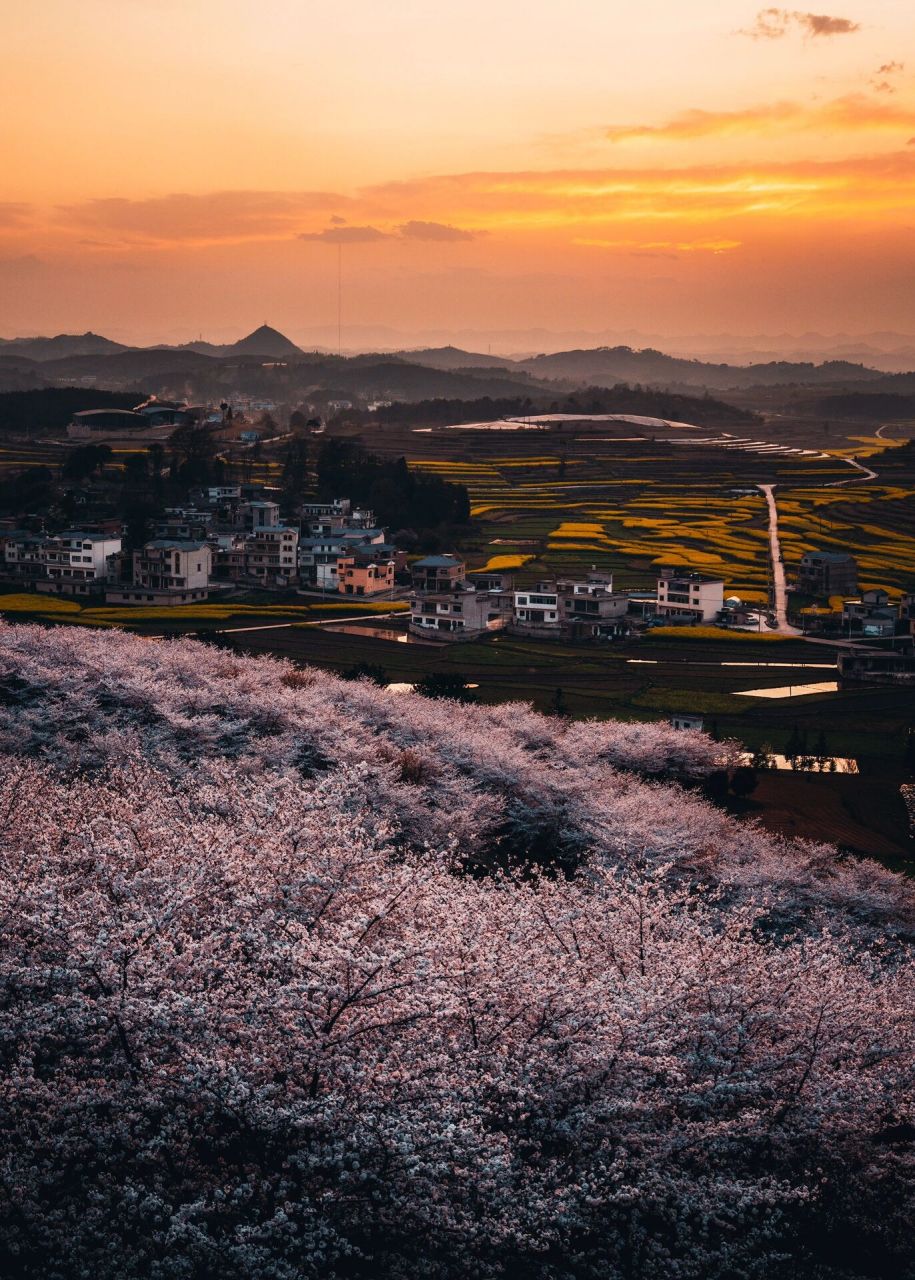 贵州安顺|避开人群,超小众的赏樱打卡地来了 94地点:贵州安顺平坝区