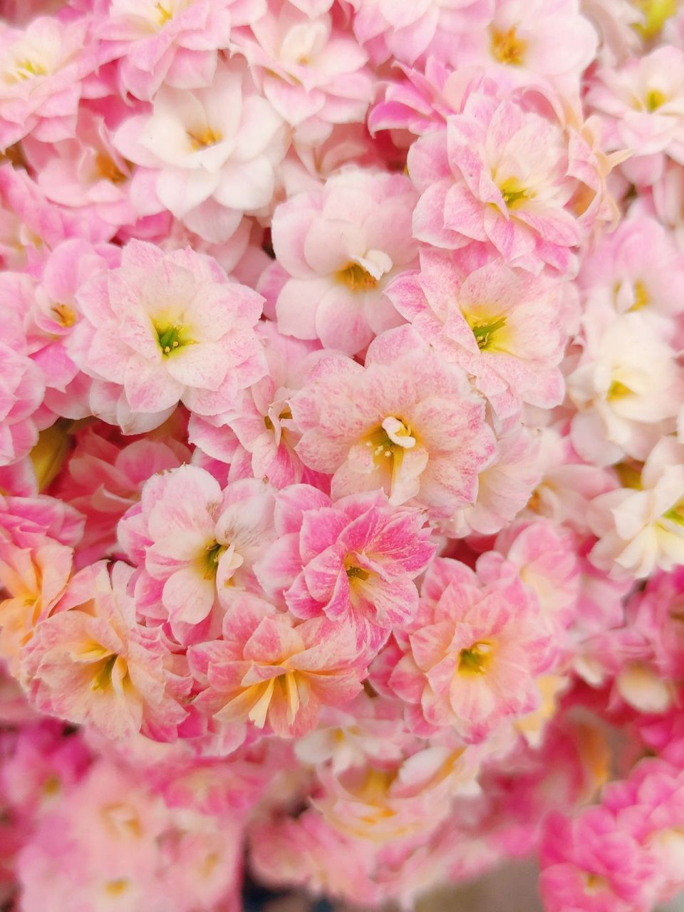 『盆花分享』重瓣长寿花 彩虹糖 彩虹糖是变色龙系列的长寿花,和水果