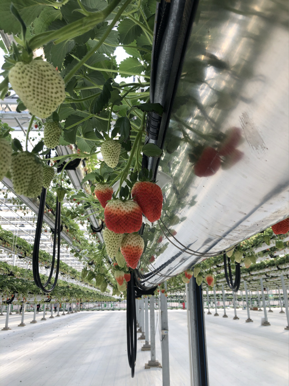 91空中摘草莓|空中草莓09  绿沃川空中草莓园 30分钟的草莓自由