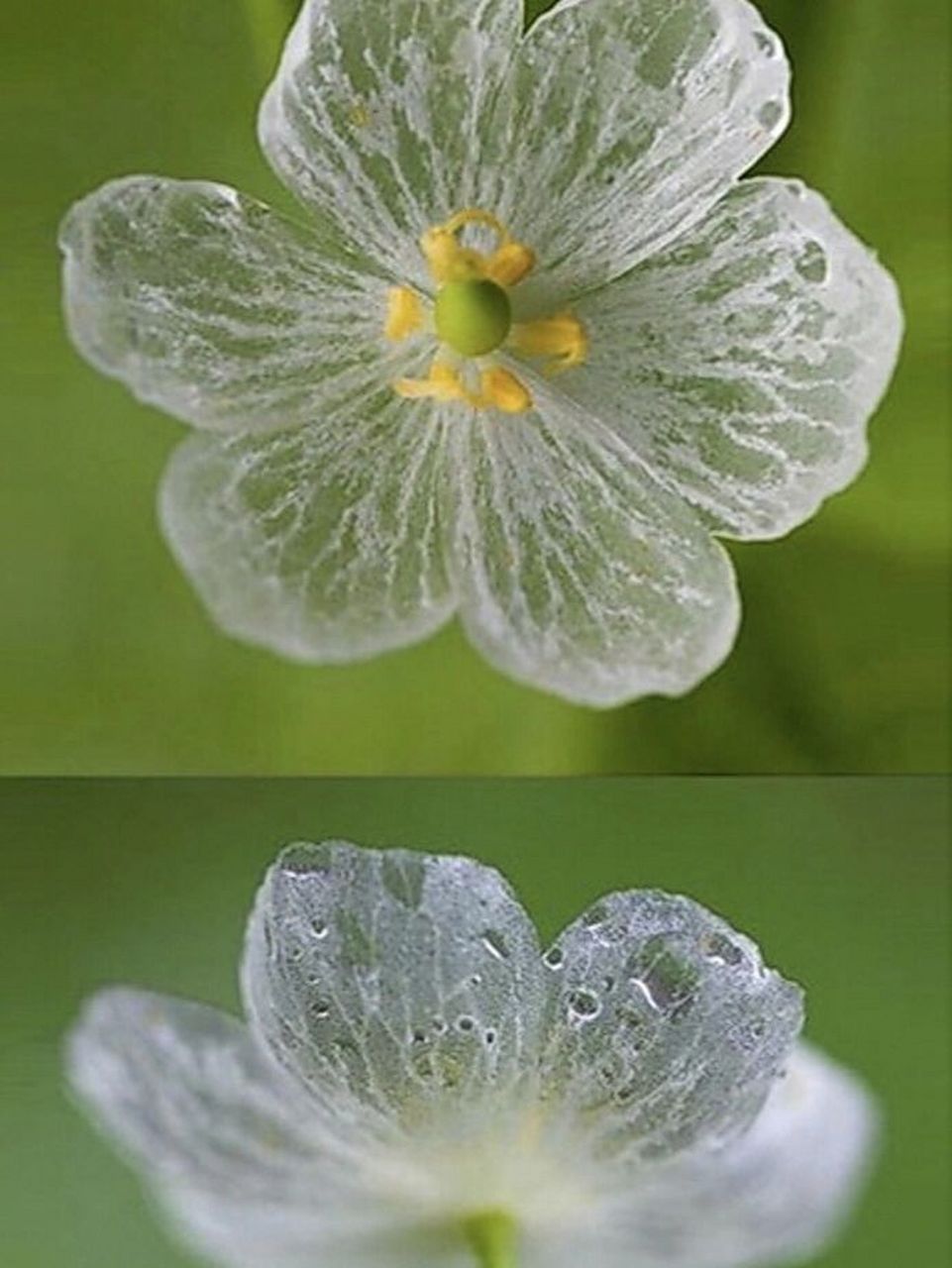 每日植物-山荷叶,遇水变透明的隐身花 南方山荷叶  花色:白色 高度:40