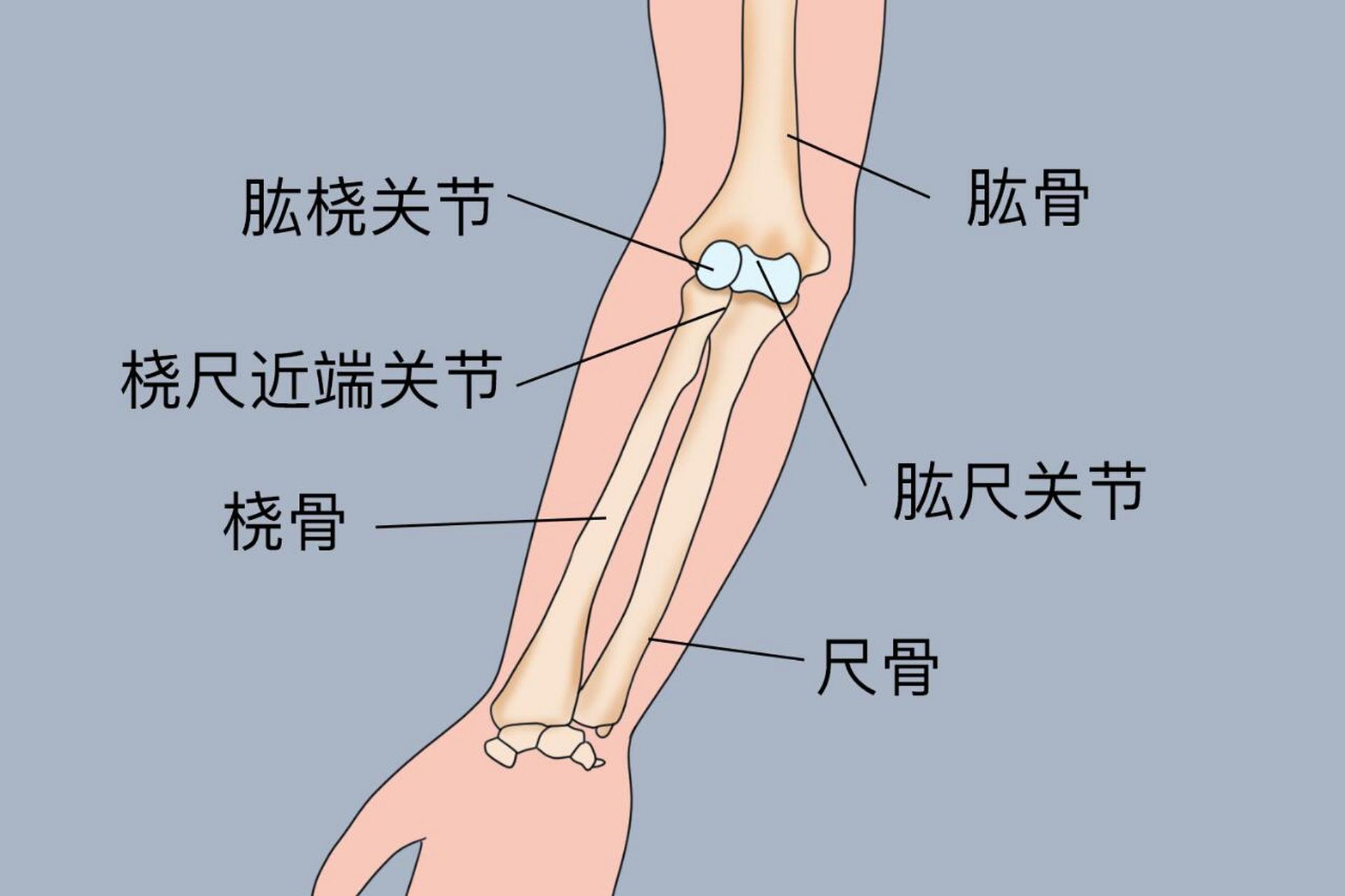 手臂分为几个部分图片