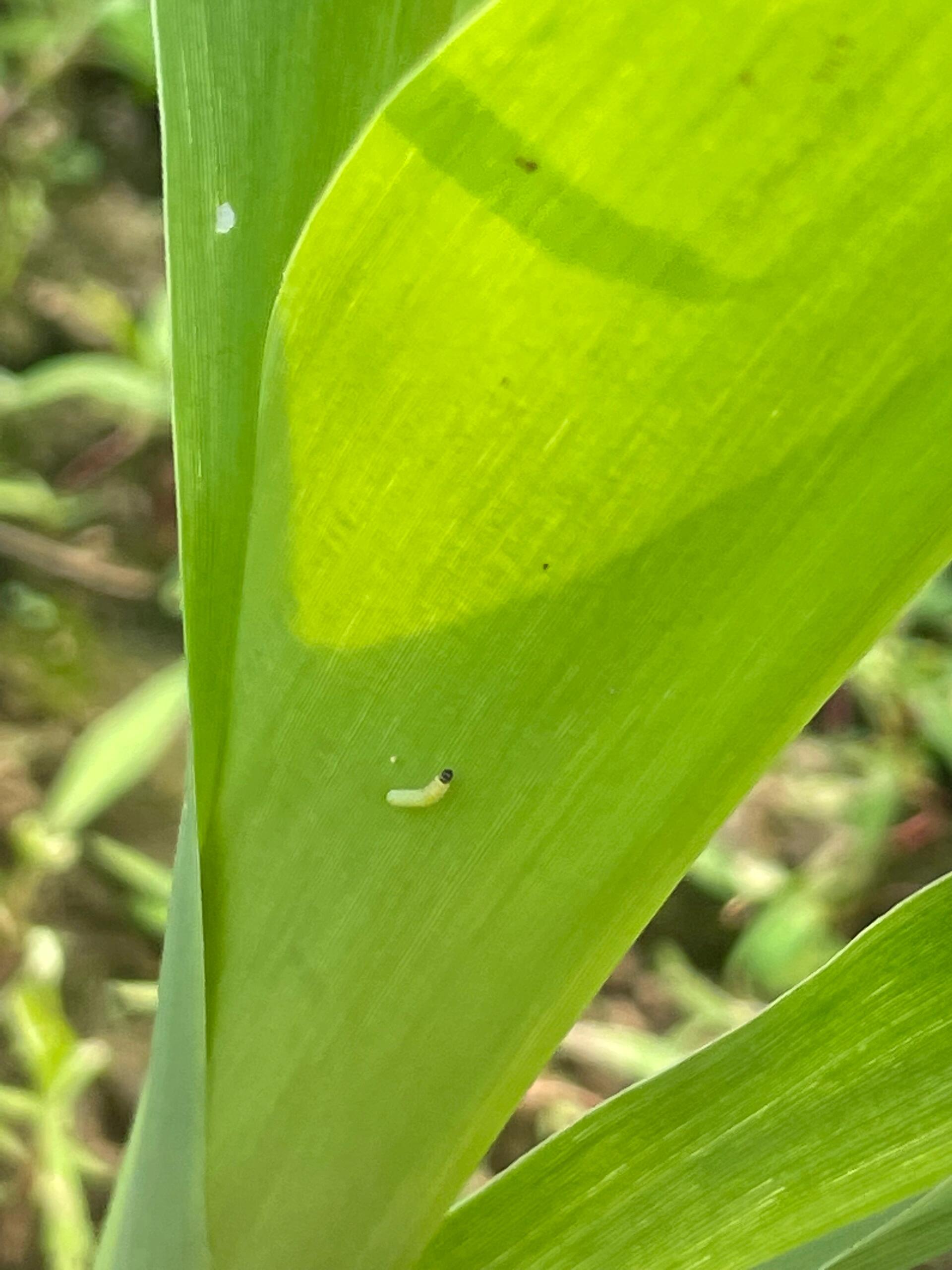 【内含虫图慎入】fao预警的重大农业害虫识别 草地贪夜蛾主要分布于