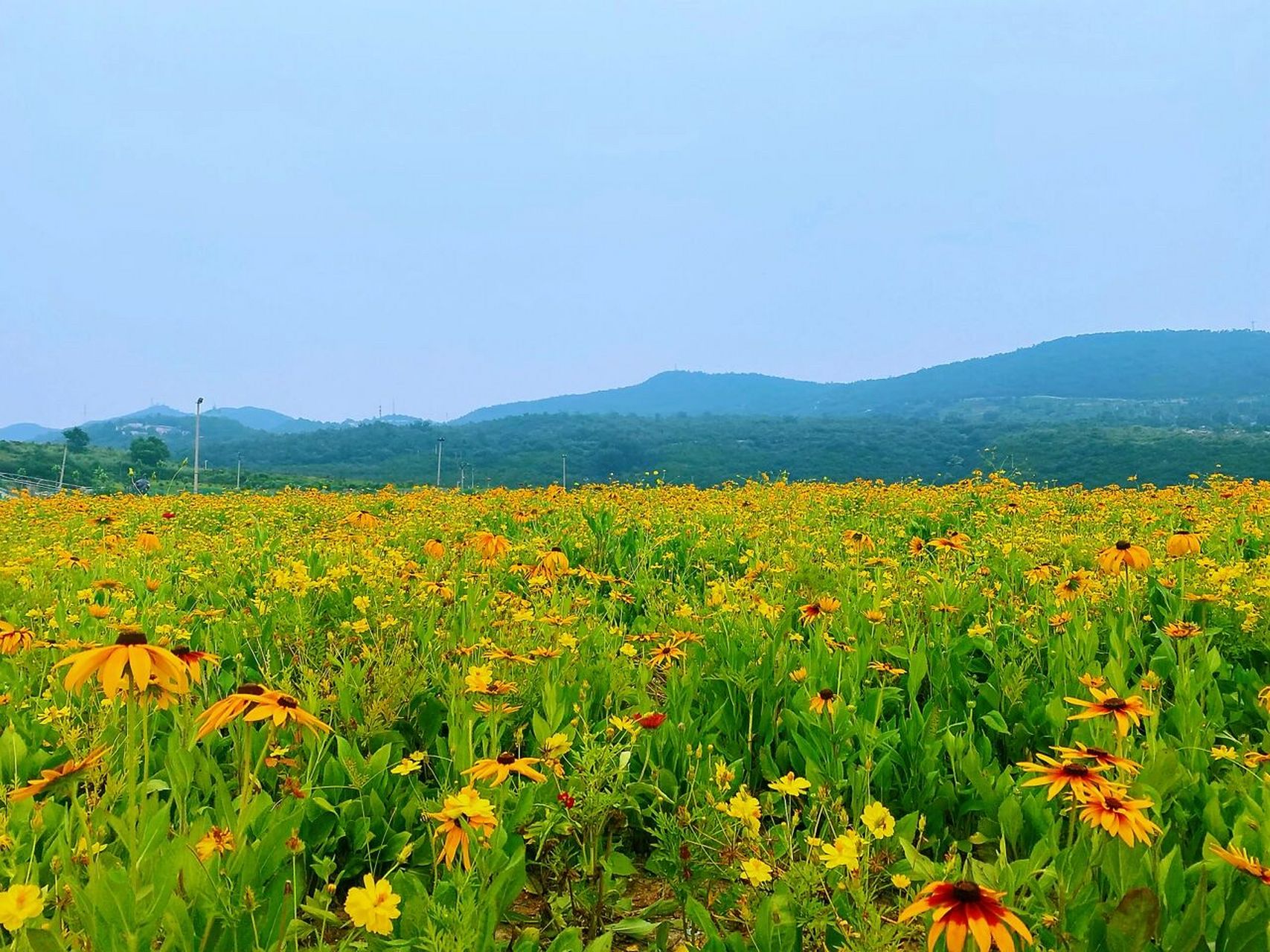 石景山半山花海~ 这片花海好像是今年的新网红,前段时间跑去打卡,被