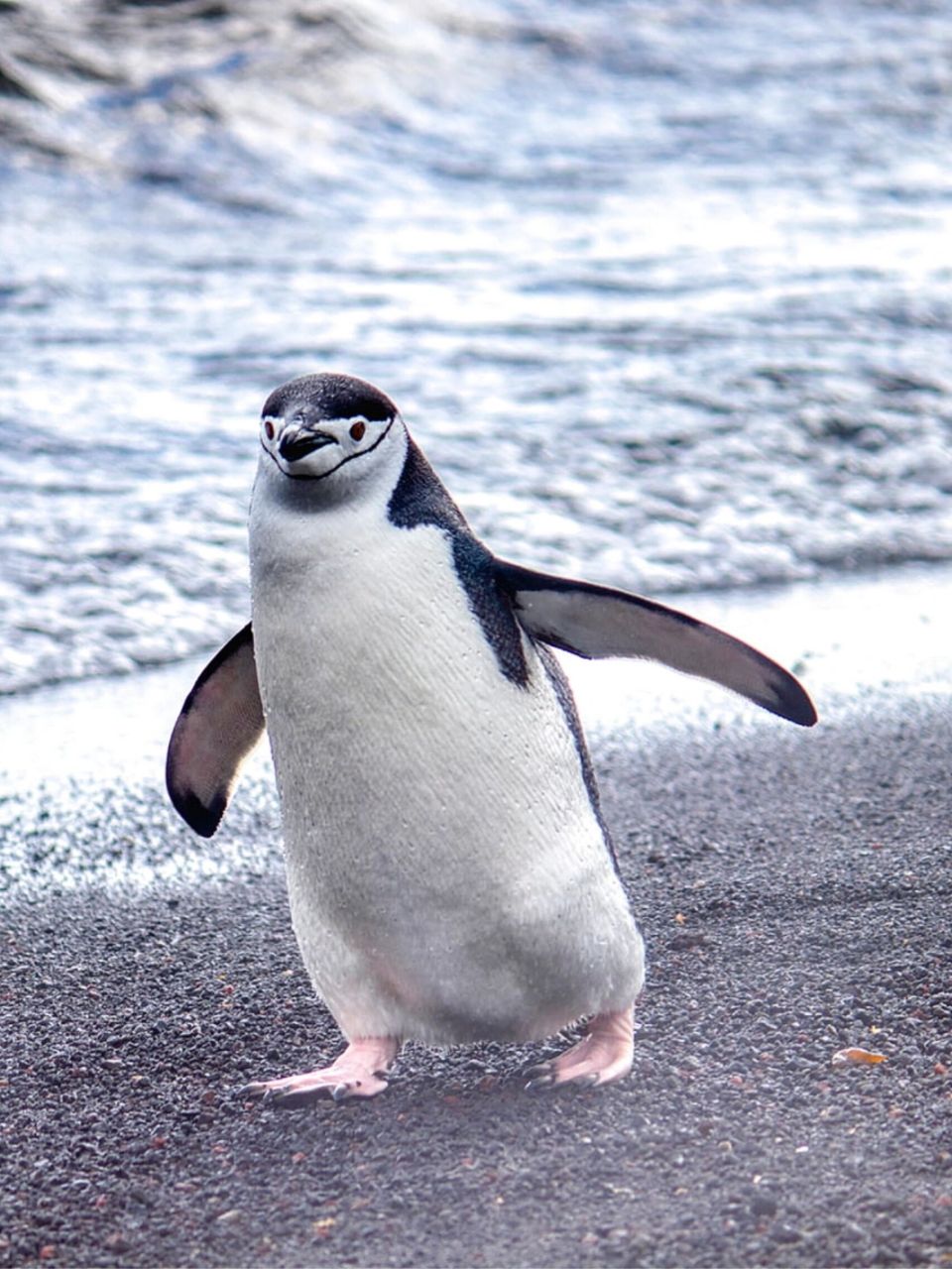 【免费商用绘画素材】动物篇 | 企鹅penguin 7315今日分享:企鹅