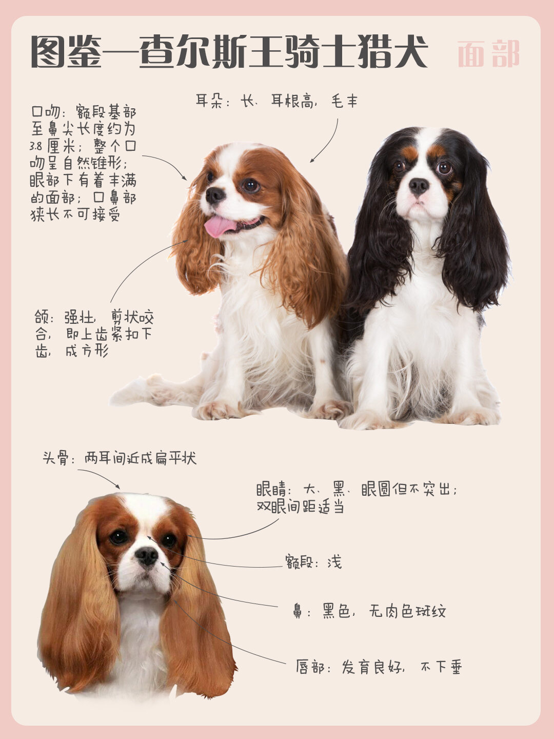 犬种图鉴—骑士查理士王猎犬(出身贵族)