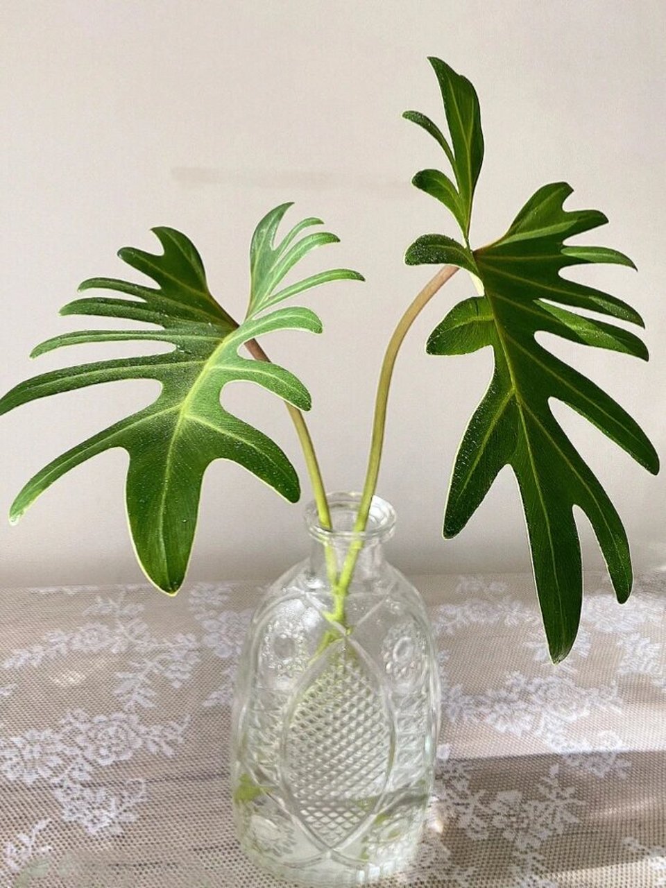 比绿萝还要好养活的绿植 95叶片似小天使的羽毛 学名:仙羽蔓绿绒 它