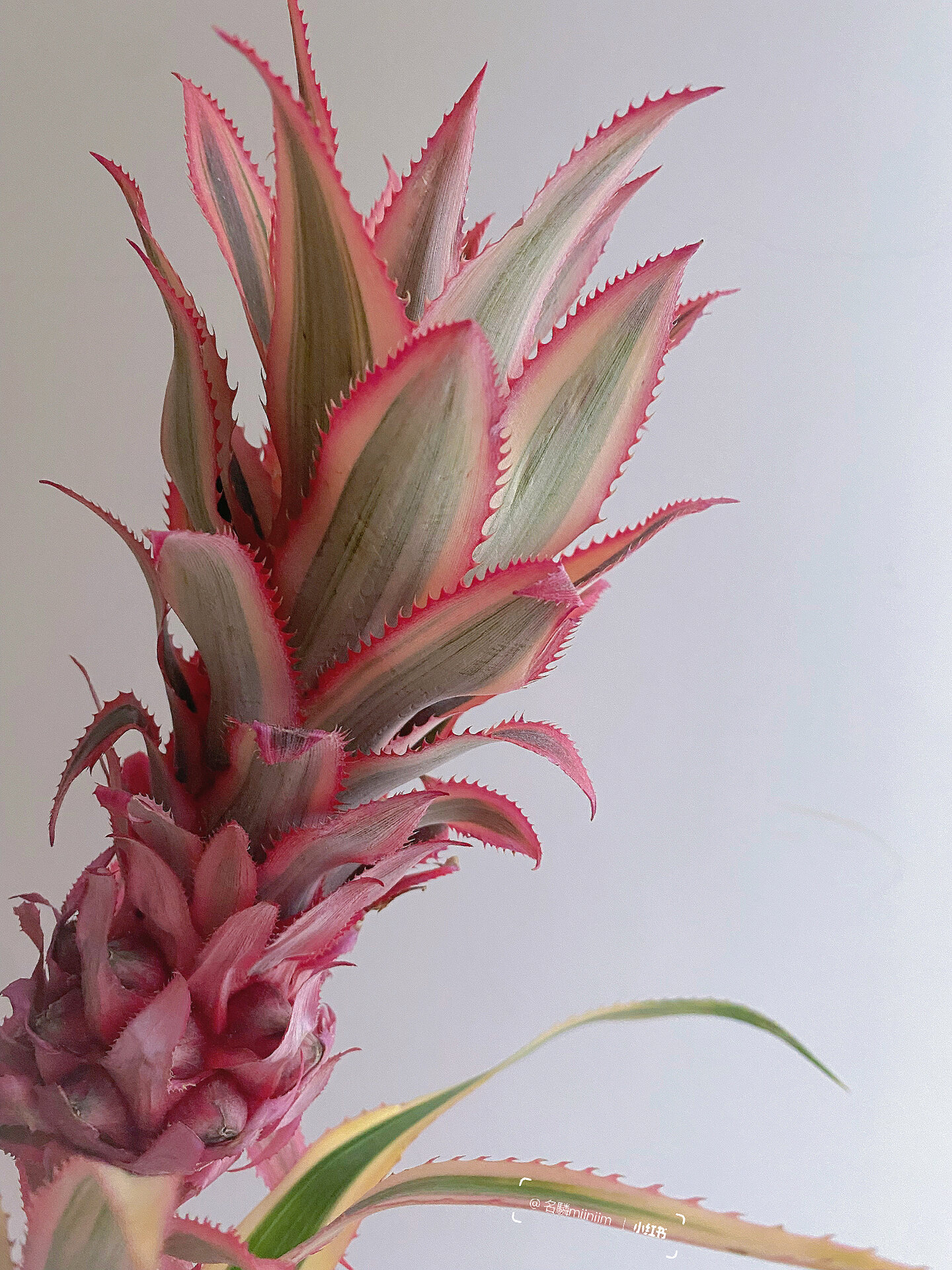 台湾凤梨,艳凤梨 花语:完美的现在 花期:一个月左右 特点: 菠萝居然也