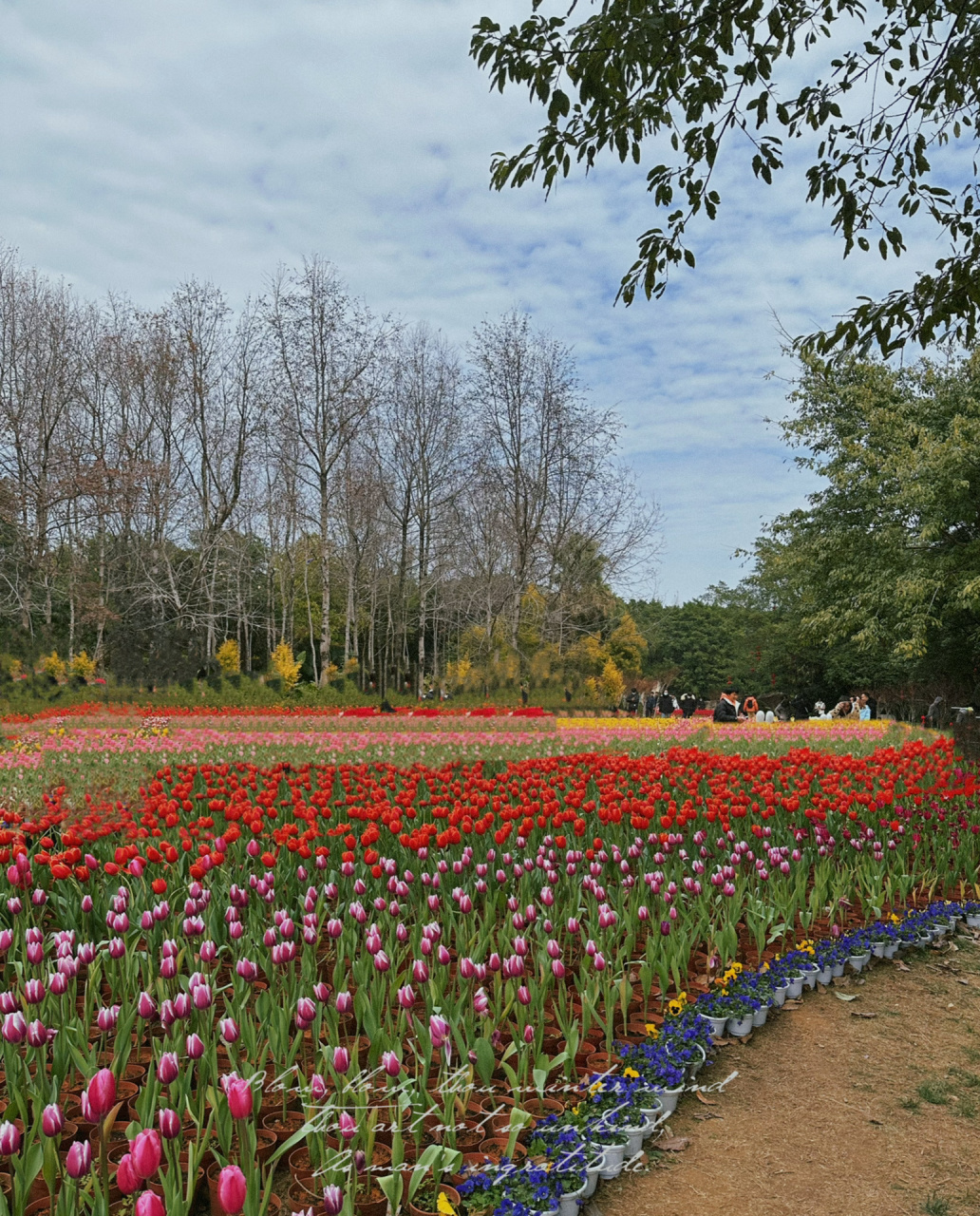 94桂林0元拍照 | 訾洲公园的郁金香又来了 一年一度的观郁金香日又