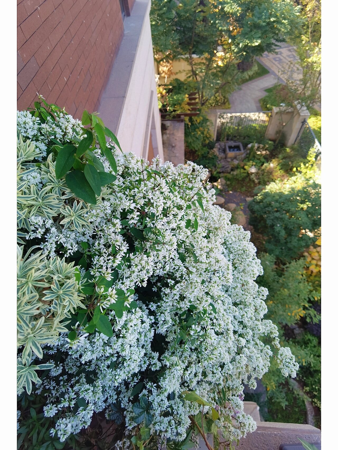 飘雪-禾叶大戟 【本期植物】:禾叶大戟 【拉丁学名】:euphorbia