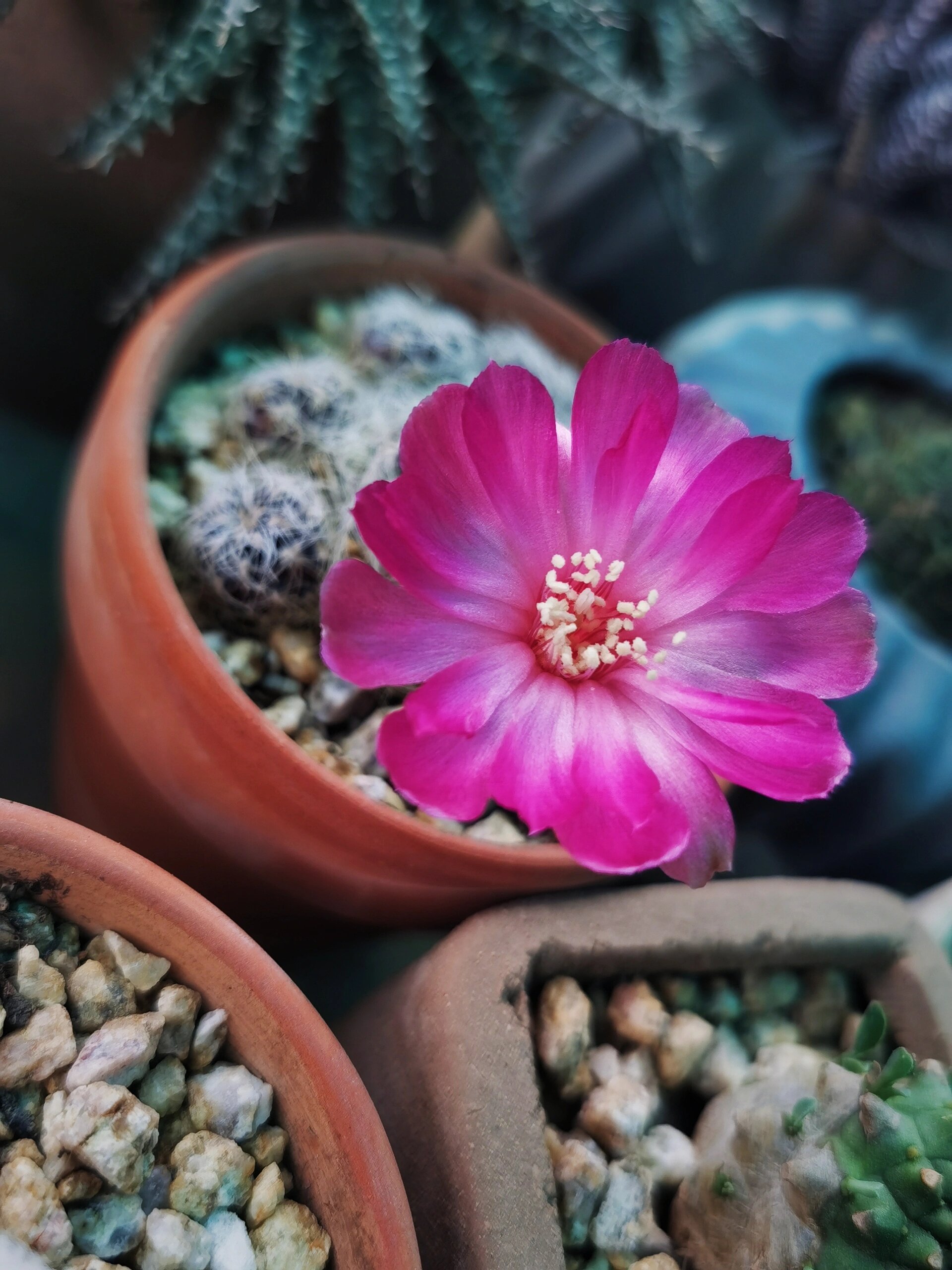 仙人球 | 圣丽丝开花