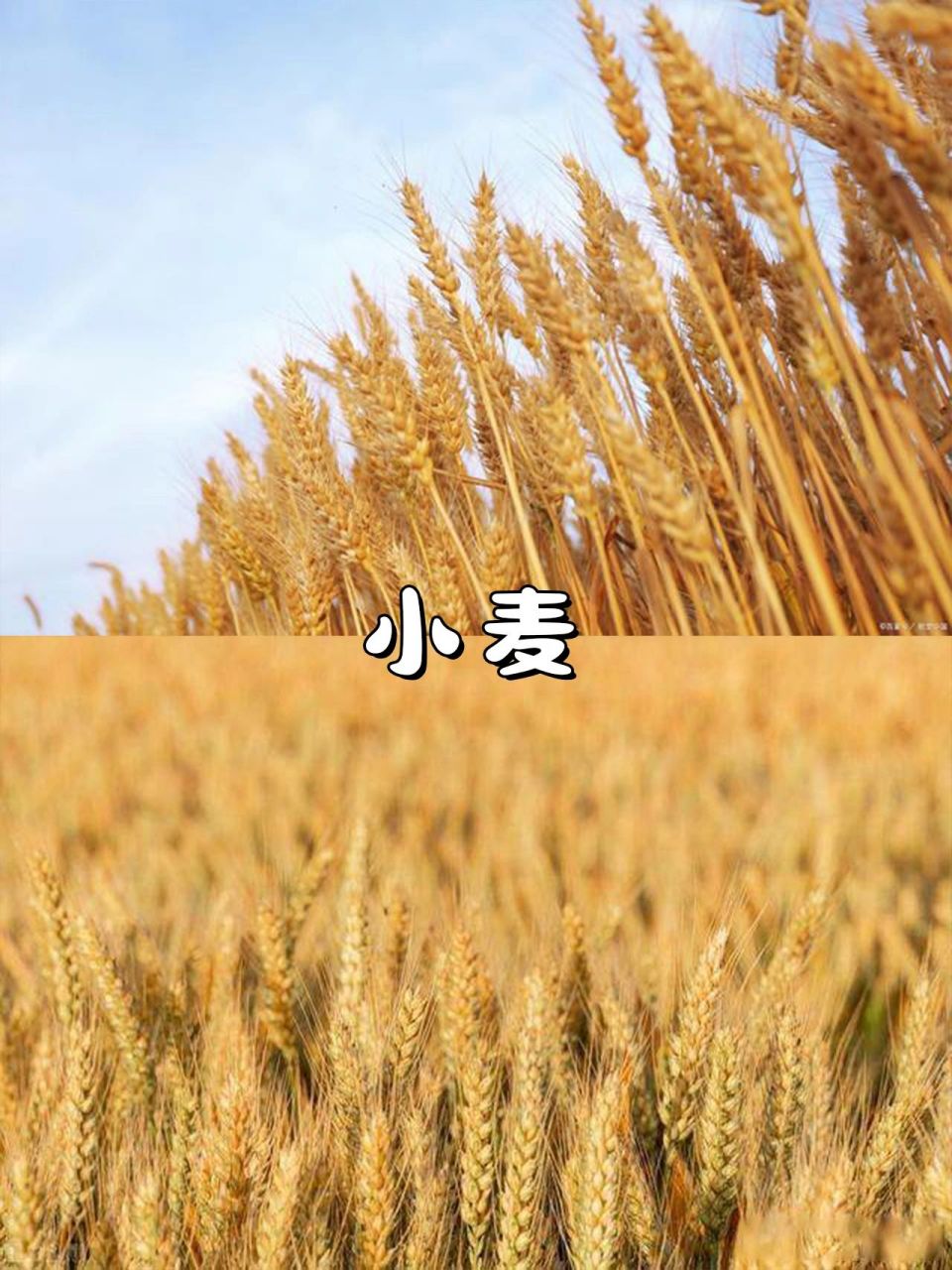 秋收小知识90你知道水稻和小麦的区别吗71 秋意深浓,正是五谷丰登