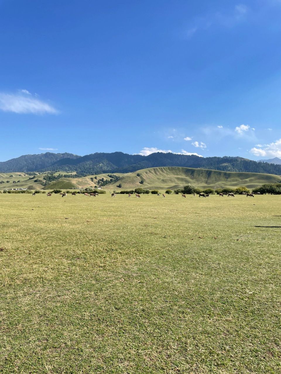 那拉提草原值得一来,附上门票价格表 这个景点值得一来!