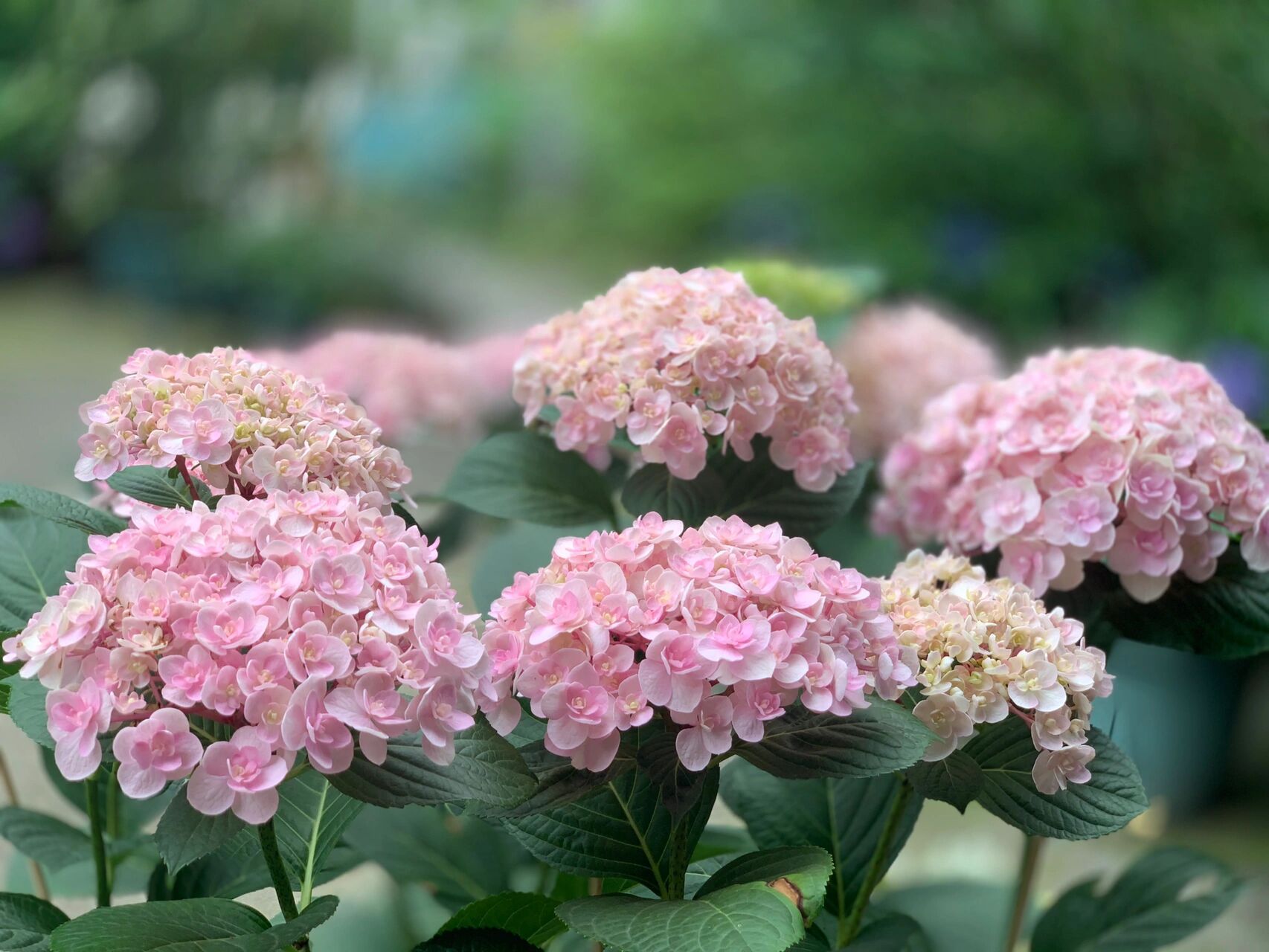 绣球玉缎 今年我家绣球第一名～ 玉缎 比脸还大的绣球 花瓣圆润,整个