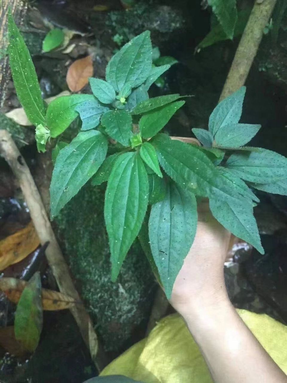 农村祛风草药图片