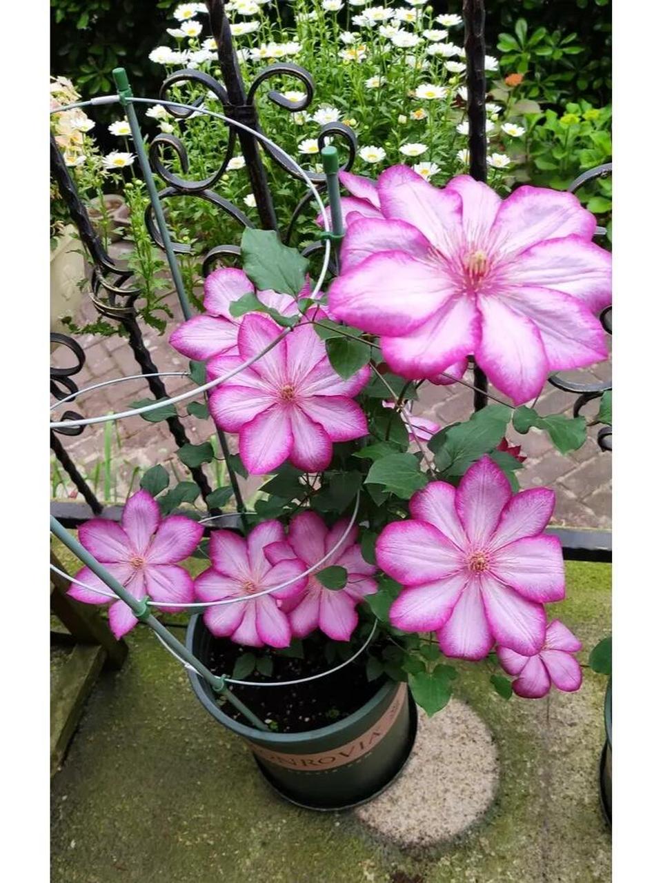 又美又仙又玲珑丰花的"解放"铁线莲 "解放",也叫"自由.