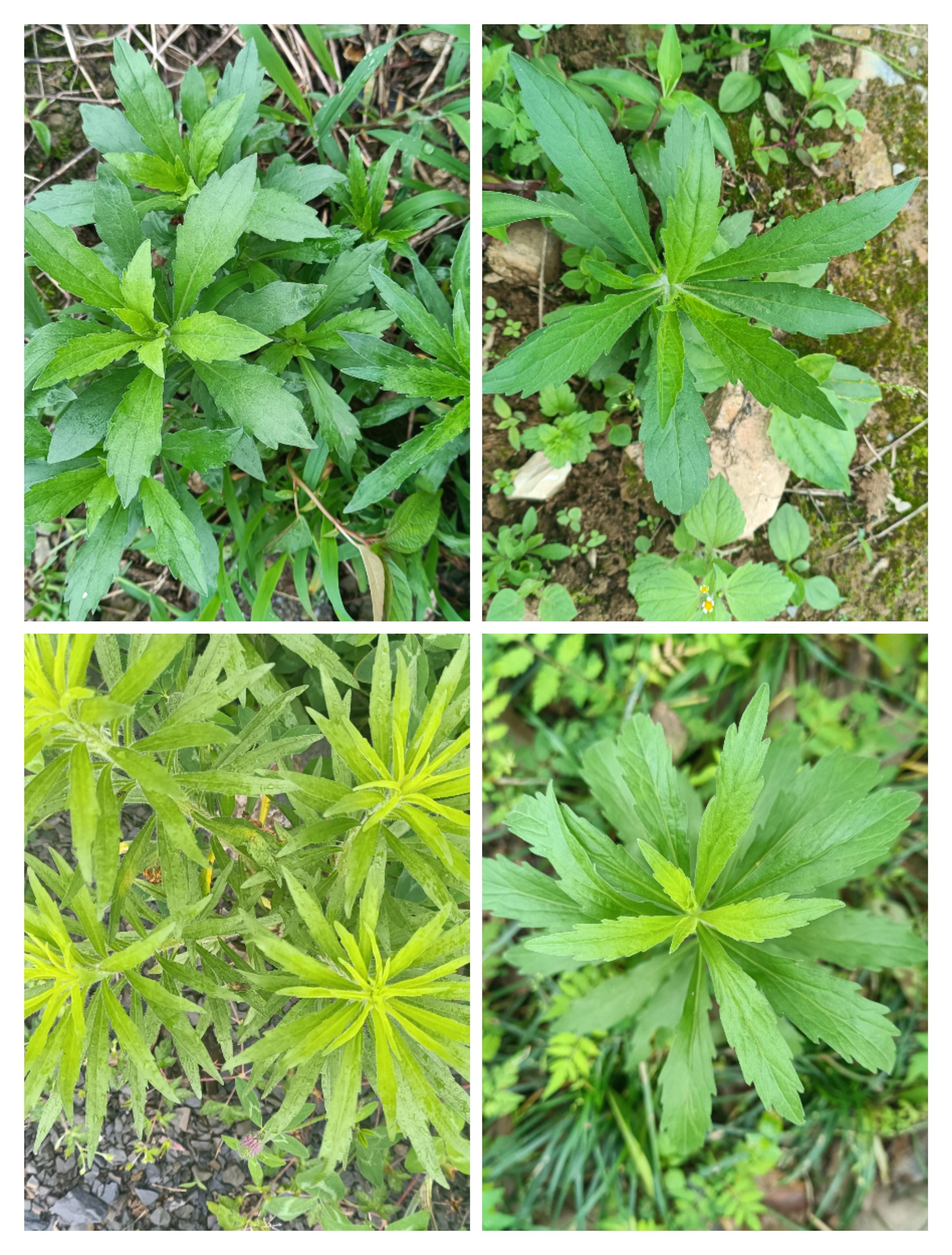 的想法: 傻傻分不清系列 | 外来入侵物种,小蓬草,苏门白酒草,还有没放