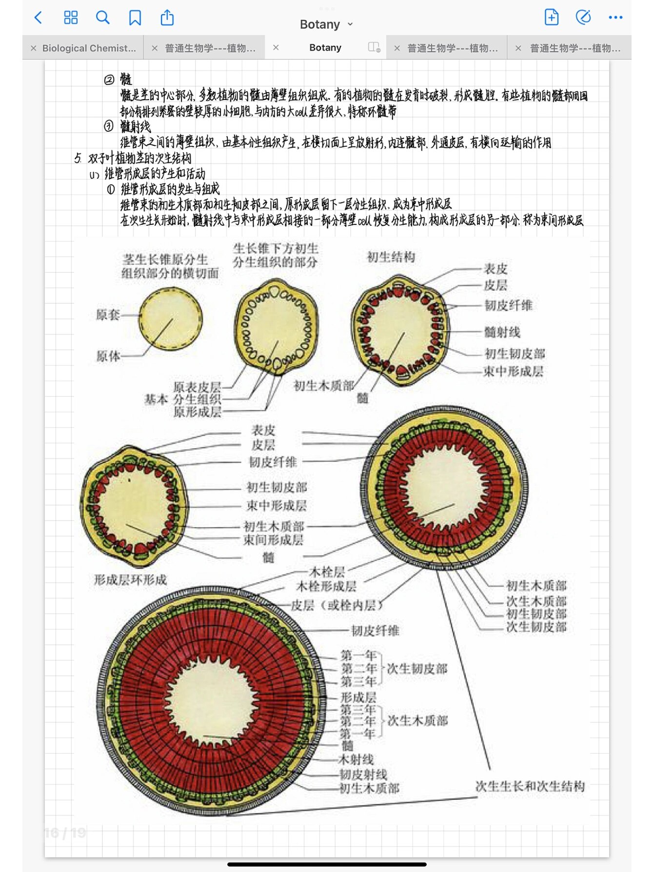 植物的营养器官