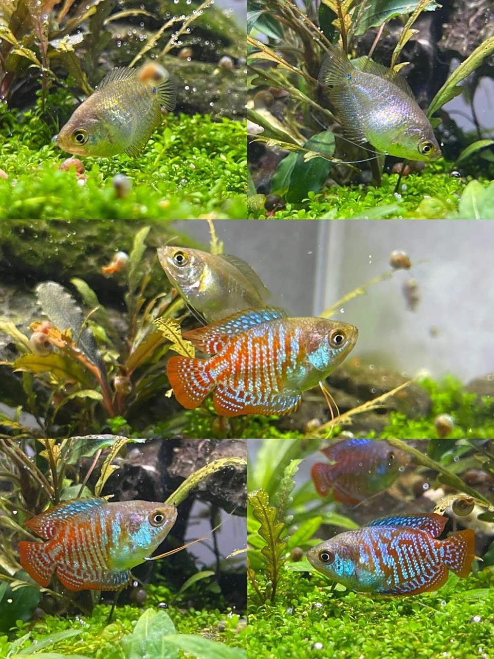 丽丽鱼公母分别 (上面母鱼) -体型比较短 -肚子比较大 -颜色不明显