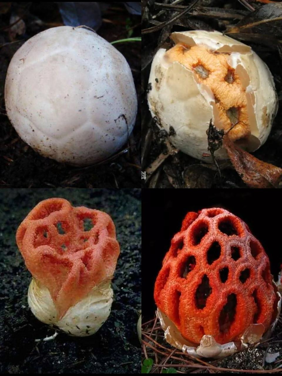 篮子臭角 拉丁学名:clathrus ruber 目:鬼笔目 科:鬼笔科 属:笼头菌属