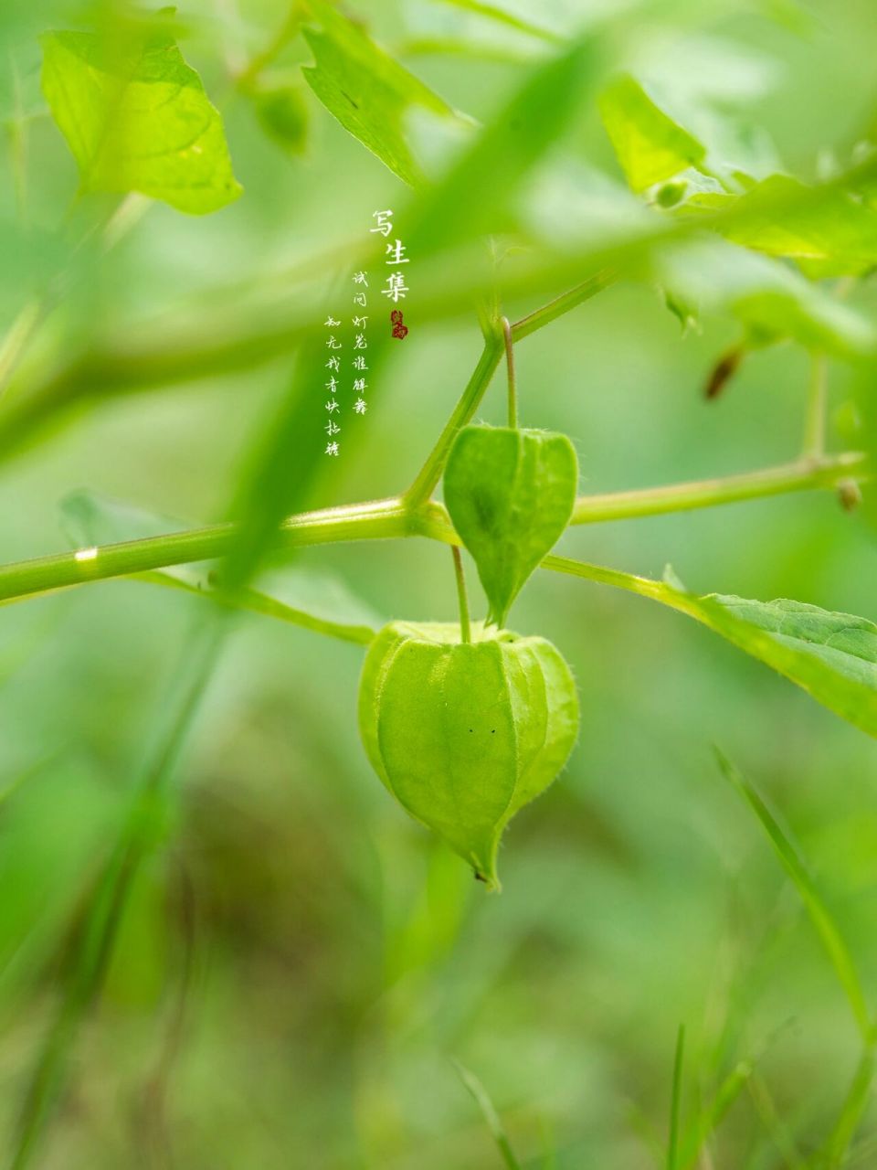 灯笼草 试问灯笼谁解舞, 知无我者快拈锤.