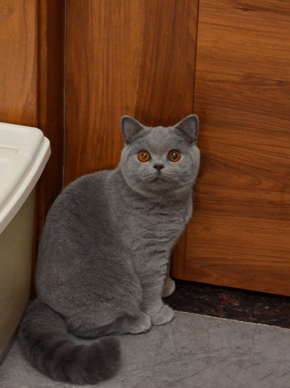 甜而不腻的cfa赛级蓝猫弟弟,豪华毛质大眼睛 毛是真的好,眼睛又大又圆