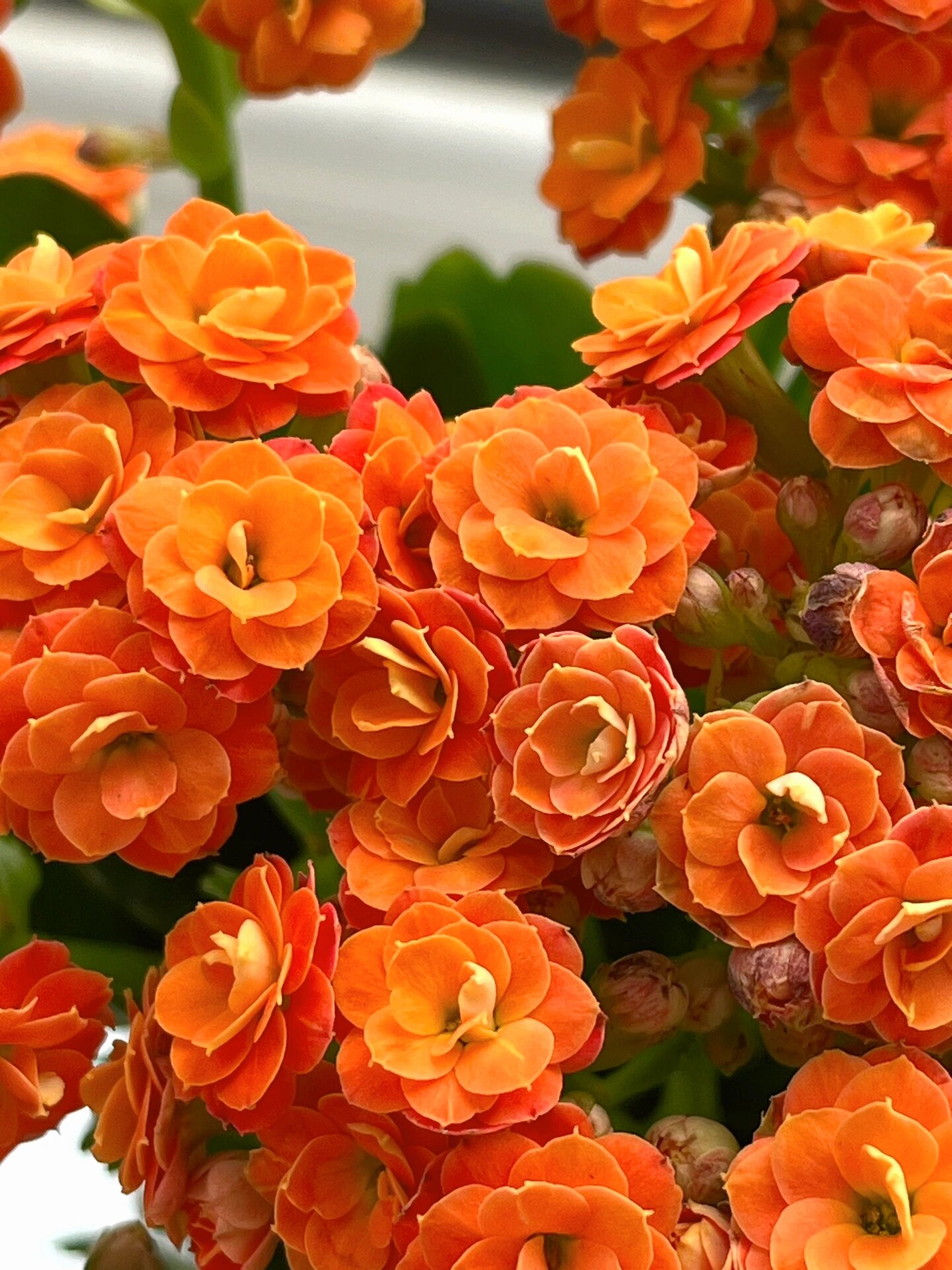 长寿花(152)安尼斯 最近一款新品橘色,非常美推荐