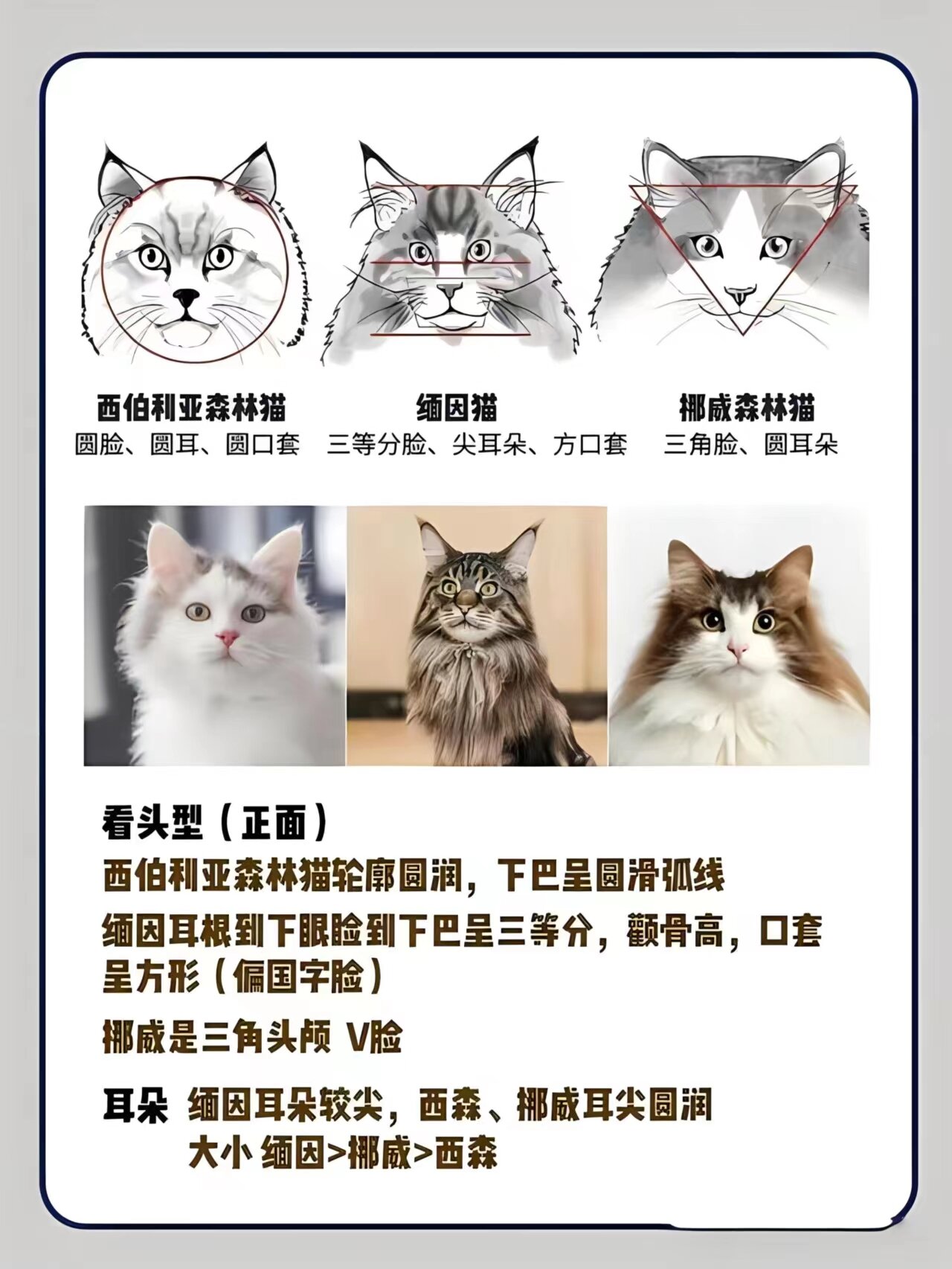 西森猫&缅因&挪威森林猫71教你区分技巧