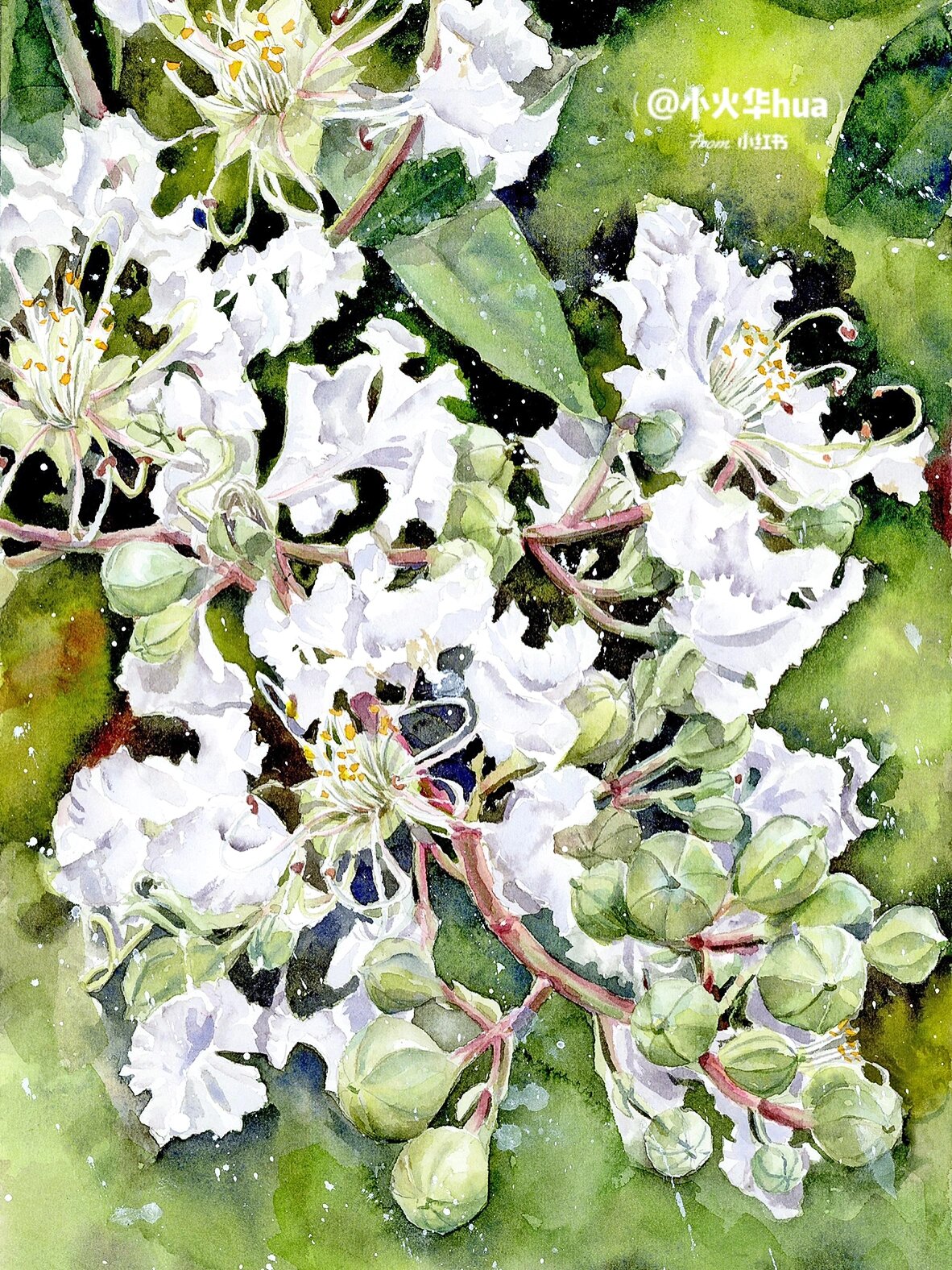 水彩花卉-白色紫薇花