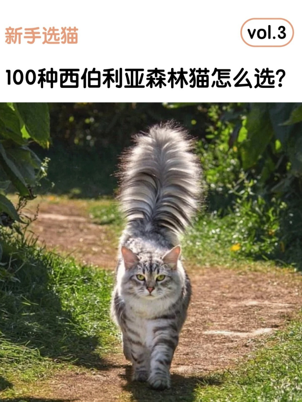 新手怎么选西森猫?