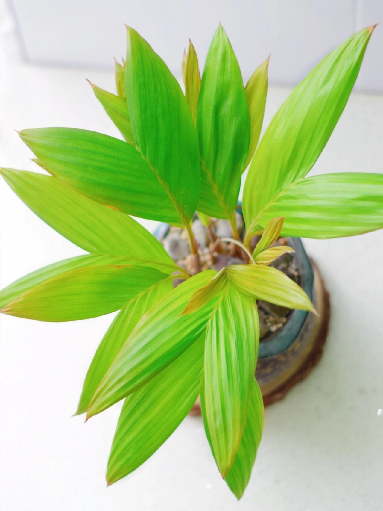 第一次吃蛇皮果,用种子种出美人鱼尾巴 一直都知道蛇皮果,然而一直都