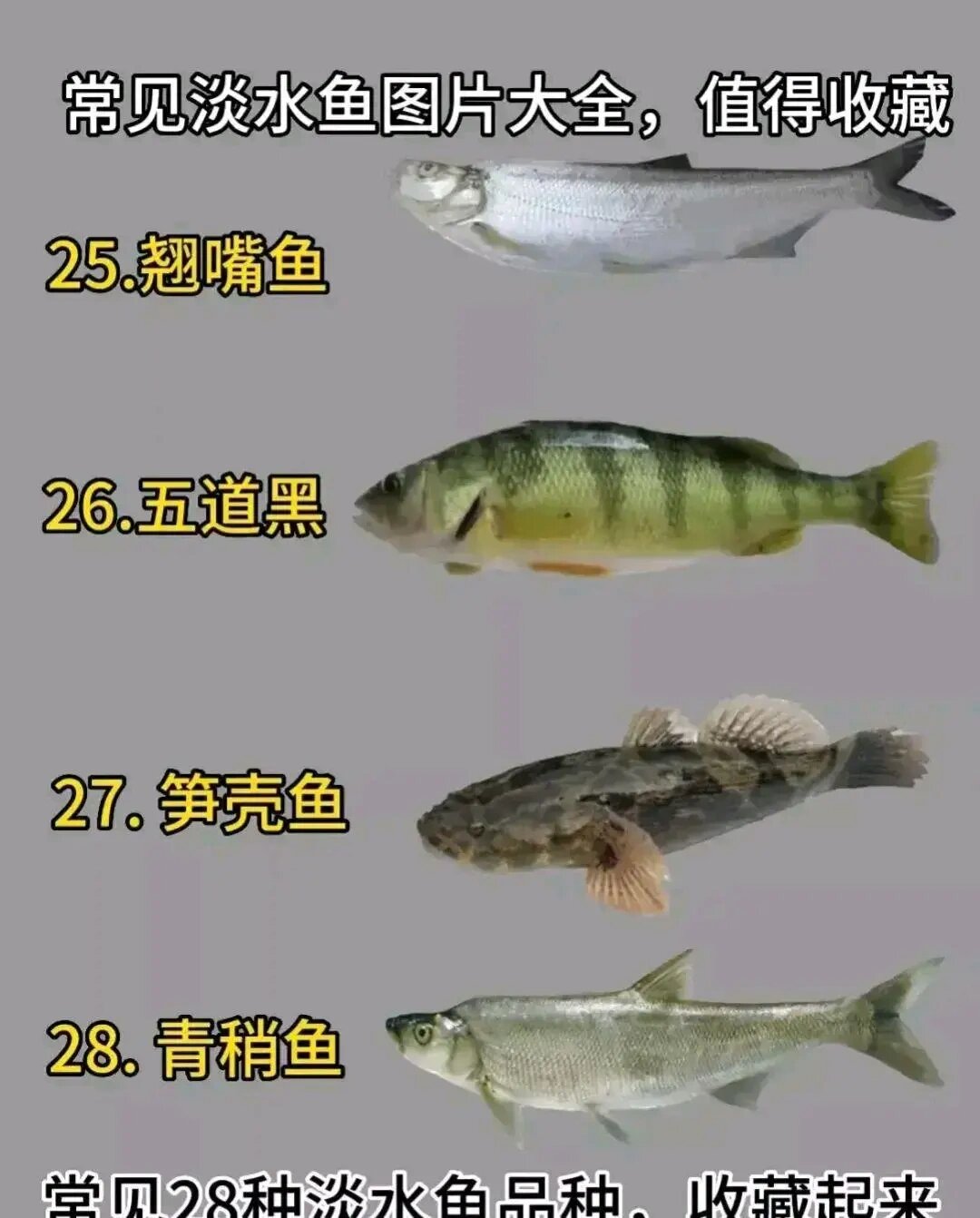 各种鱼的名字 淡水图片