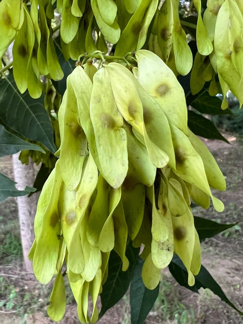 千头椿～～臭椿的栽培品种,褐黄色的翅果 千头椿,臭椿的栽培品种,翅果