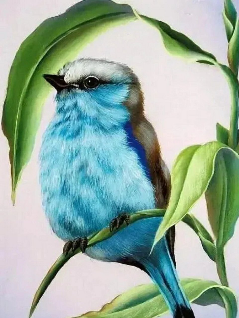 作品分享‖彩铅画小鸟合集9292 纸张上的彩铅小鸟,每一个细节都是
