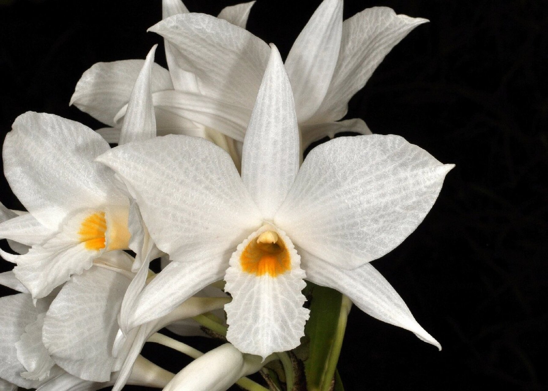 高山石斛 14,dendrobium infundibulum高山石斛,产地:中国,印度