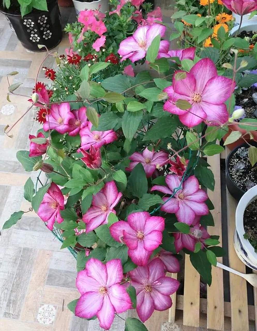 又美又仙又玲珑丰花的"解放"铁线莲 "解放",也叫"自由.