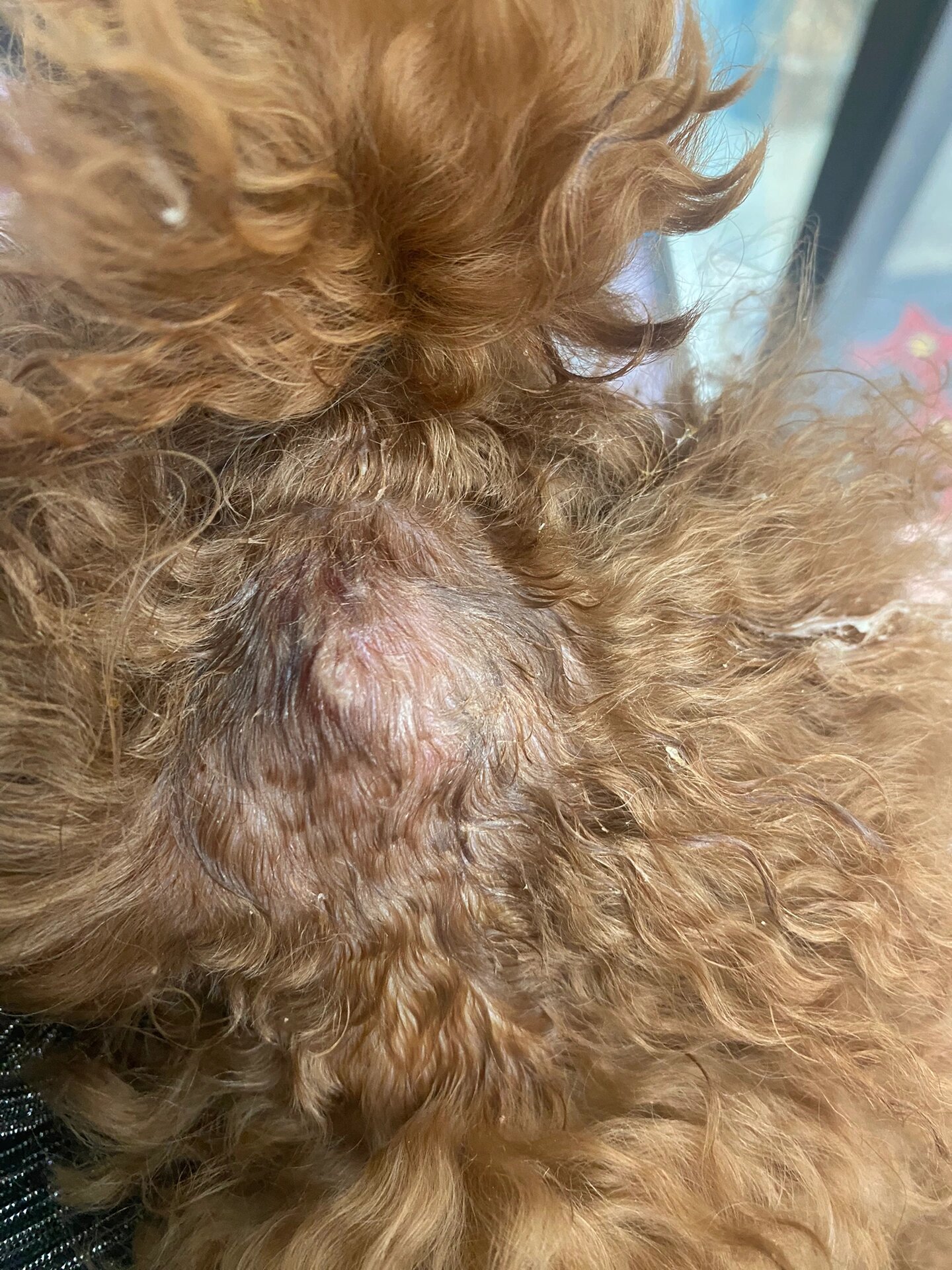 求助!狗狗被咬后伤口有硬硬的肿包怎么办