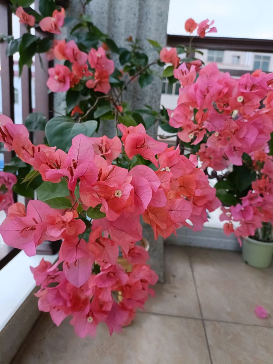 最爱的三角梅～波伊斯玫瑰 水橙色,超级丰花勤花,可以做垂吊,是我最爱