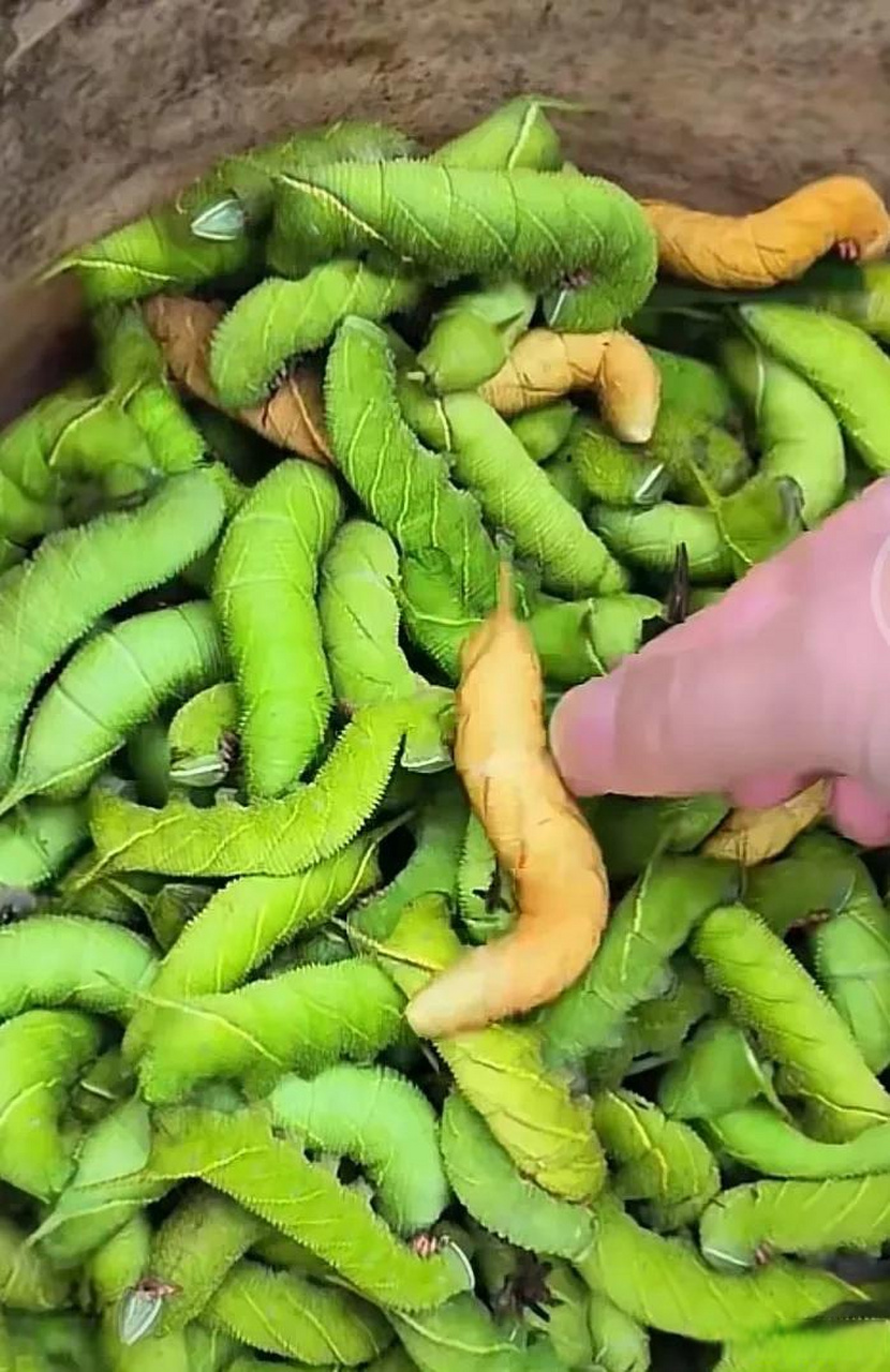 当你看到这软糯糯的绿色虫子,你是不是也跟我同样头皮发麻,全身起鸡皮