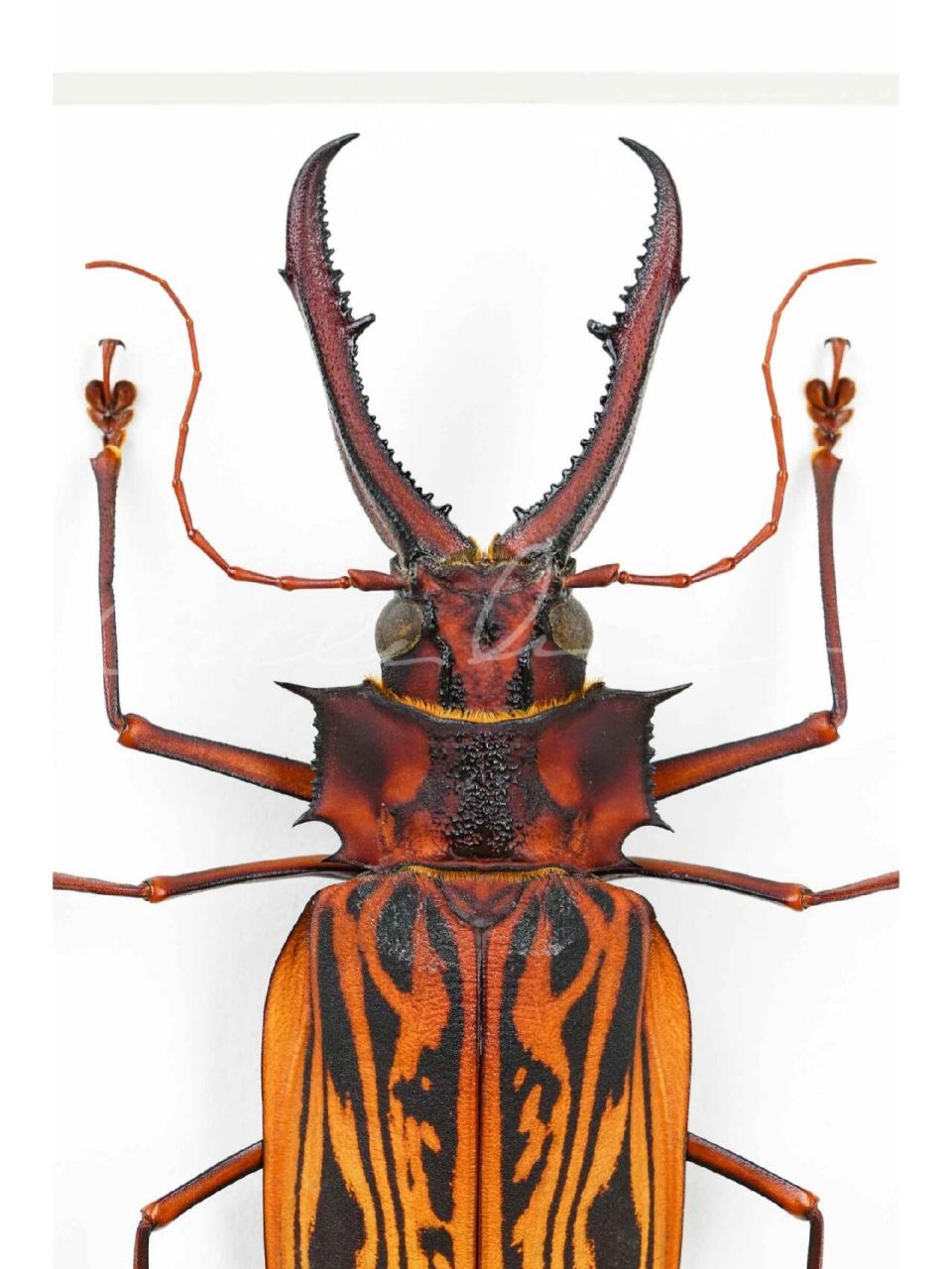 今天我们学点啥 #macrodontiacervicornis 67鹿角巨牙天牛外形独特