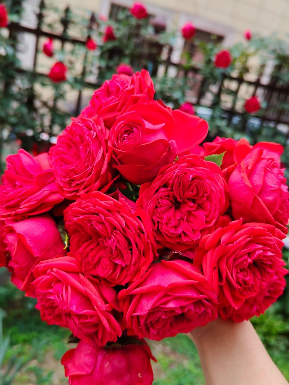 月季测评之 大地主/红苹果 大地主,红苹果据多方考证应该是同一品种