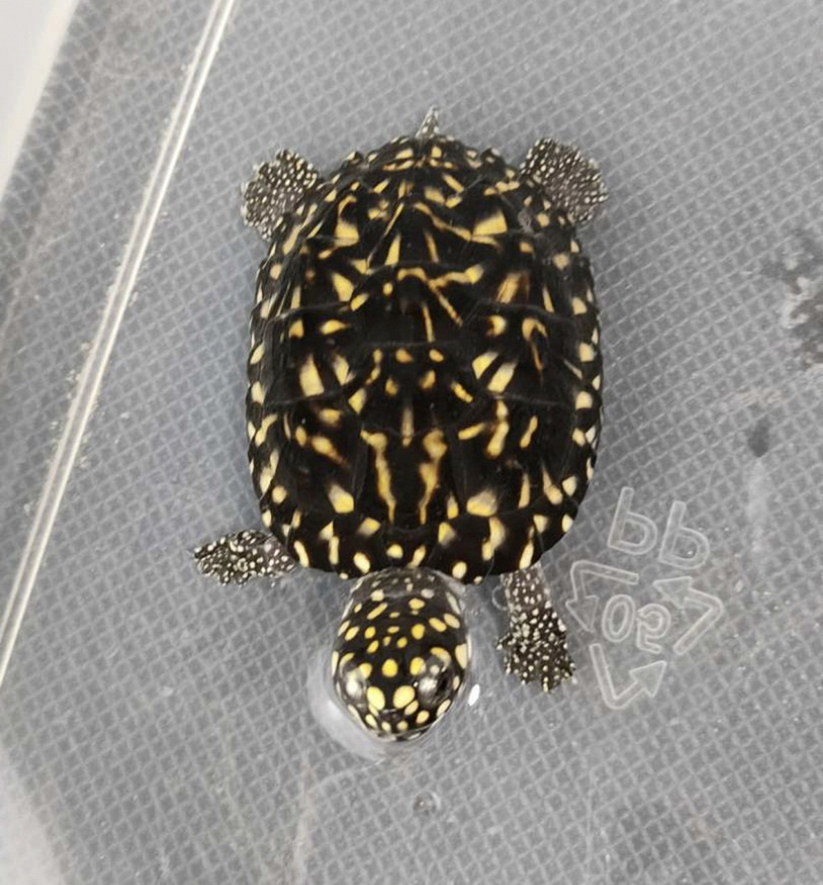 网拍了一只5cm的斑点龟 网拍了一只5cm的斑点龟,看起来斑点蛮多的,再