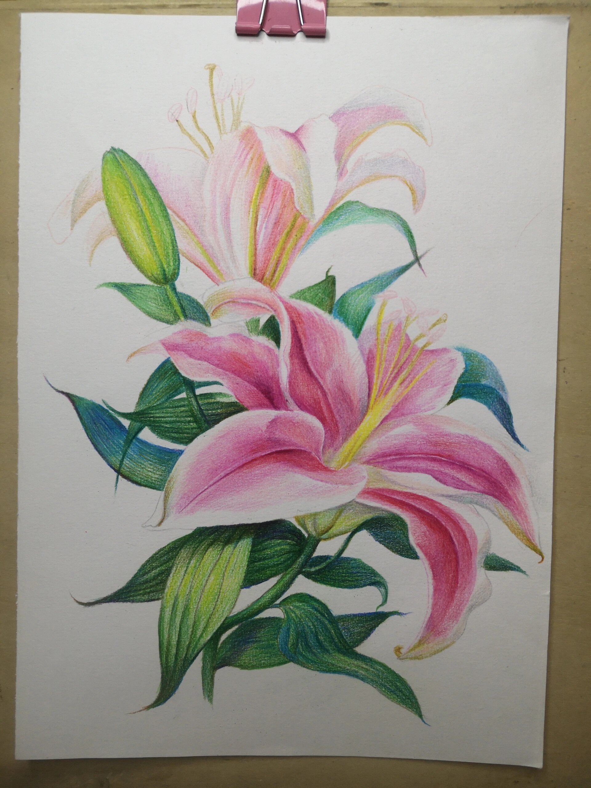 彩铅百合花又一次拿捏啦 内含线步骤图分享