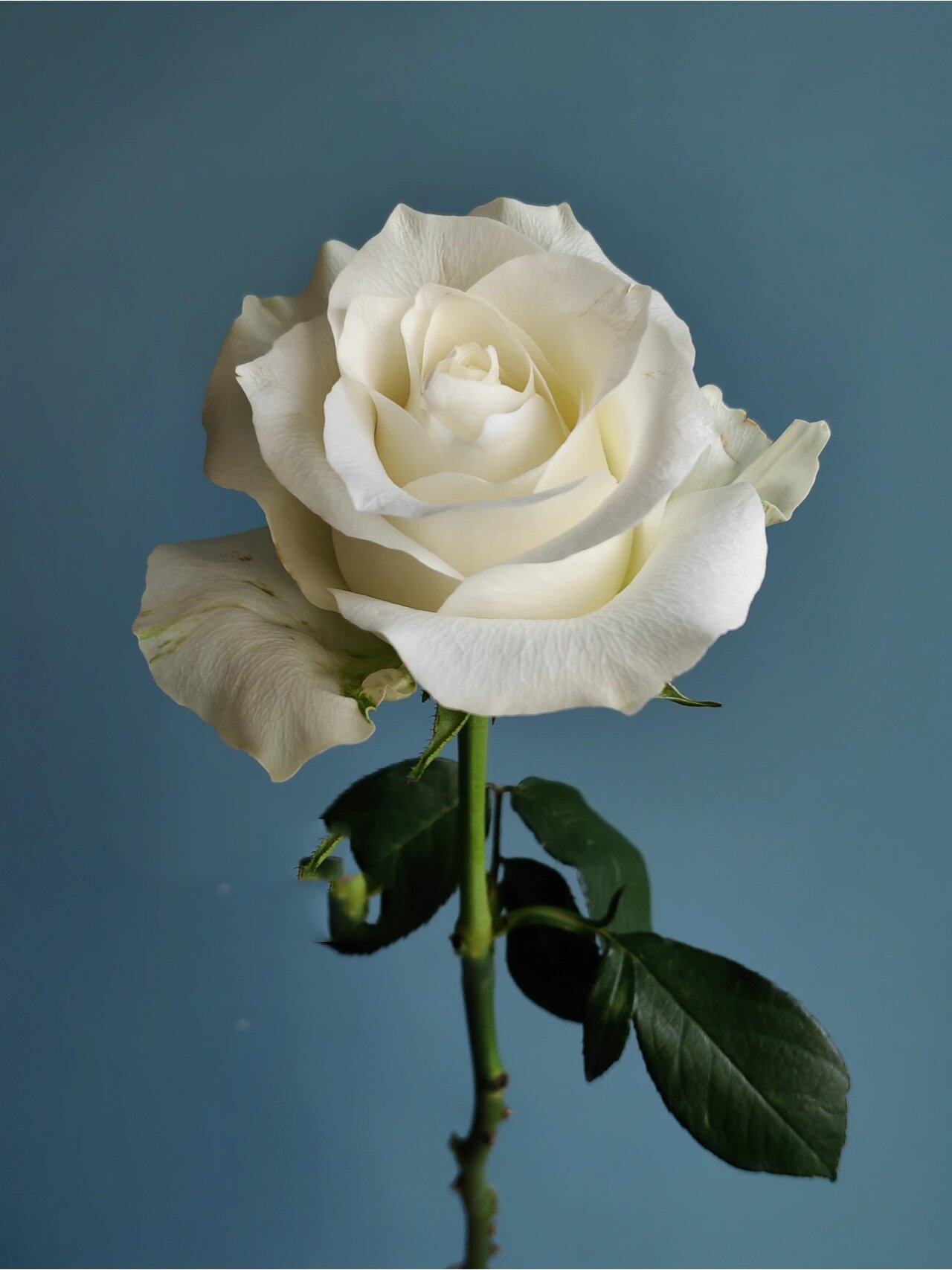 「花好了」"骄傲"玫瑰 经典款的白玫瑰.