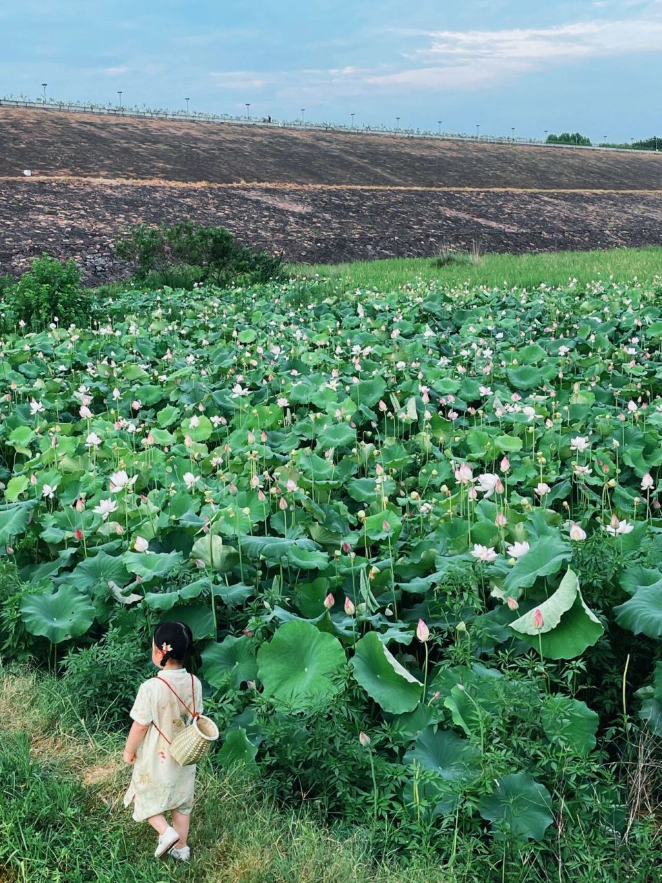 義烏植物園荷花池拍照 地址:導航到百姓農莊停車場,停好車後往出口